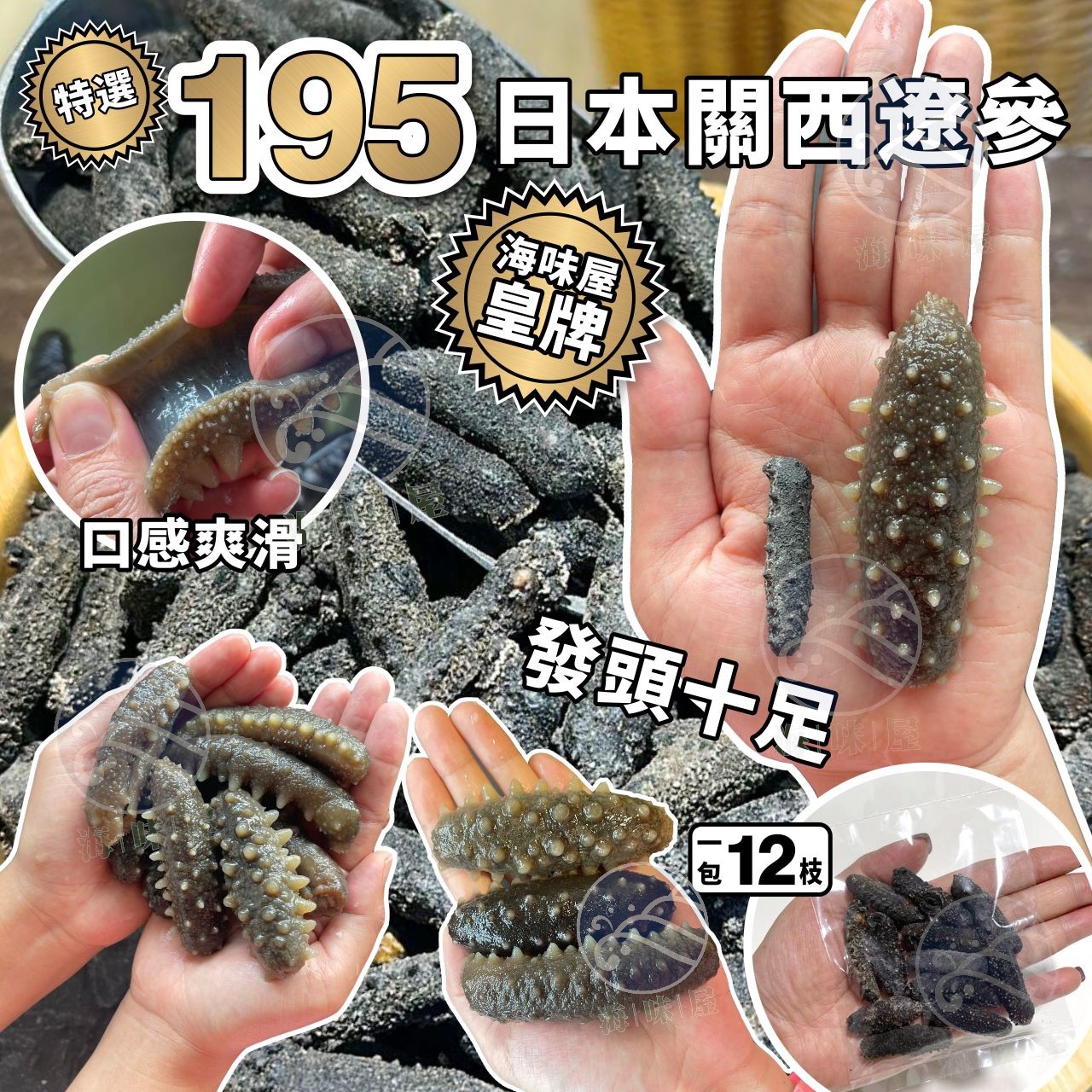 特選195日本關西遼參（一兩約15支）