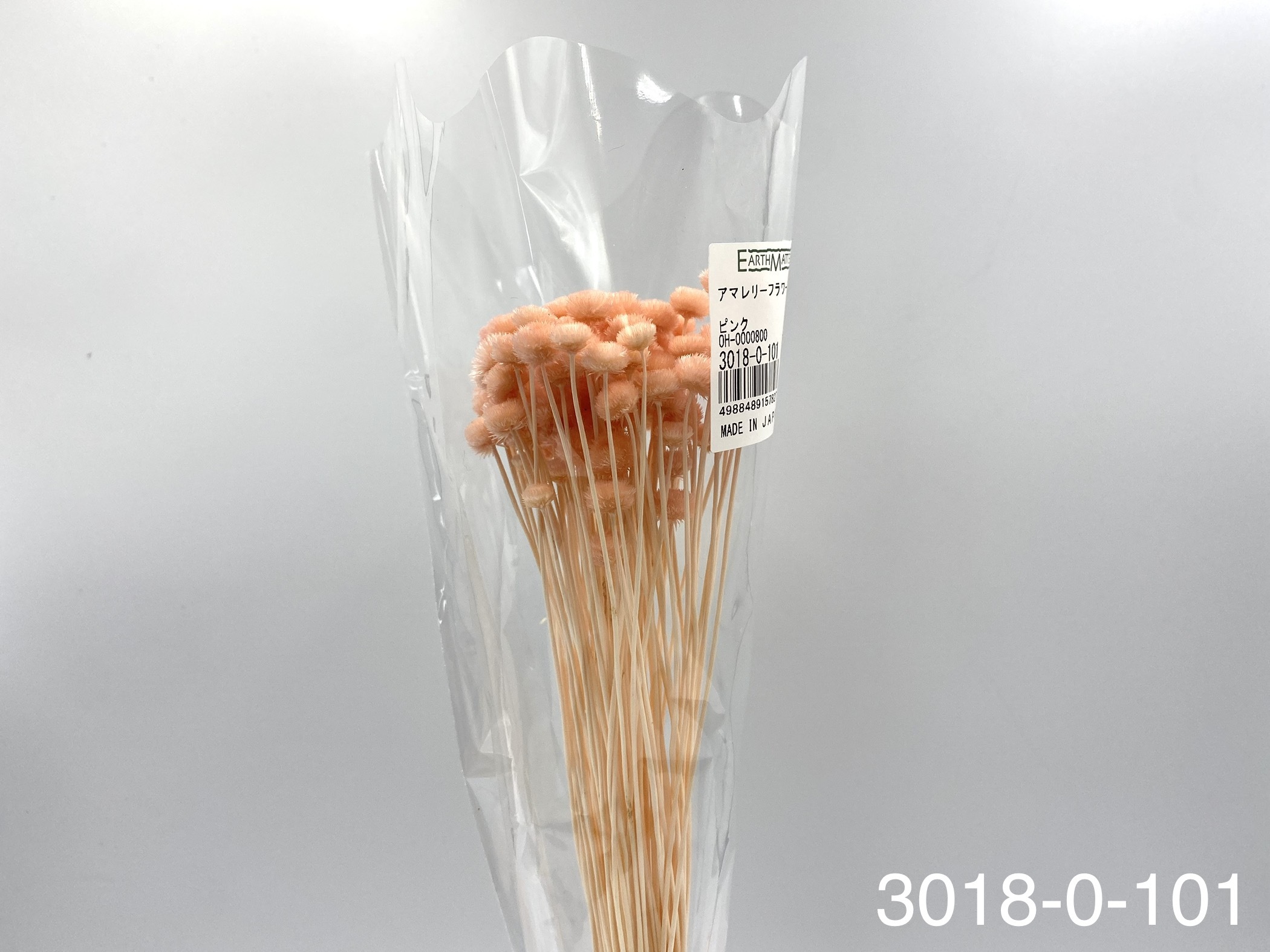 日本乾燥鈕扣菊(小) 30180-101