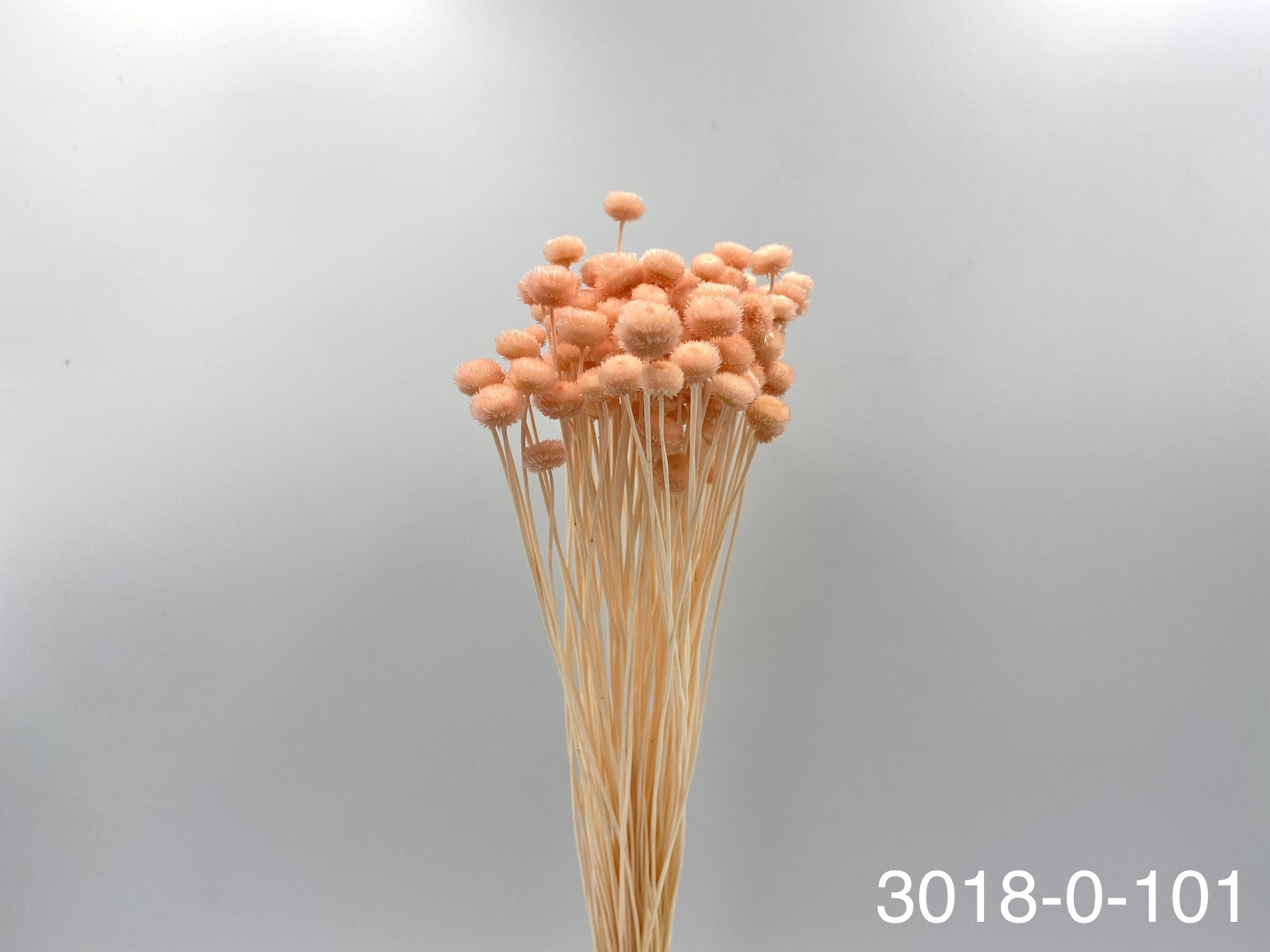 日本乾燥鈕扣菊(小) 30180-101