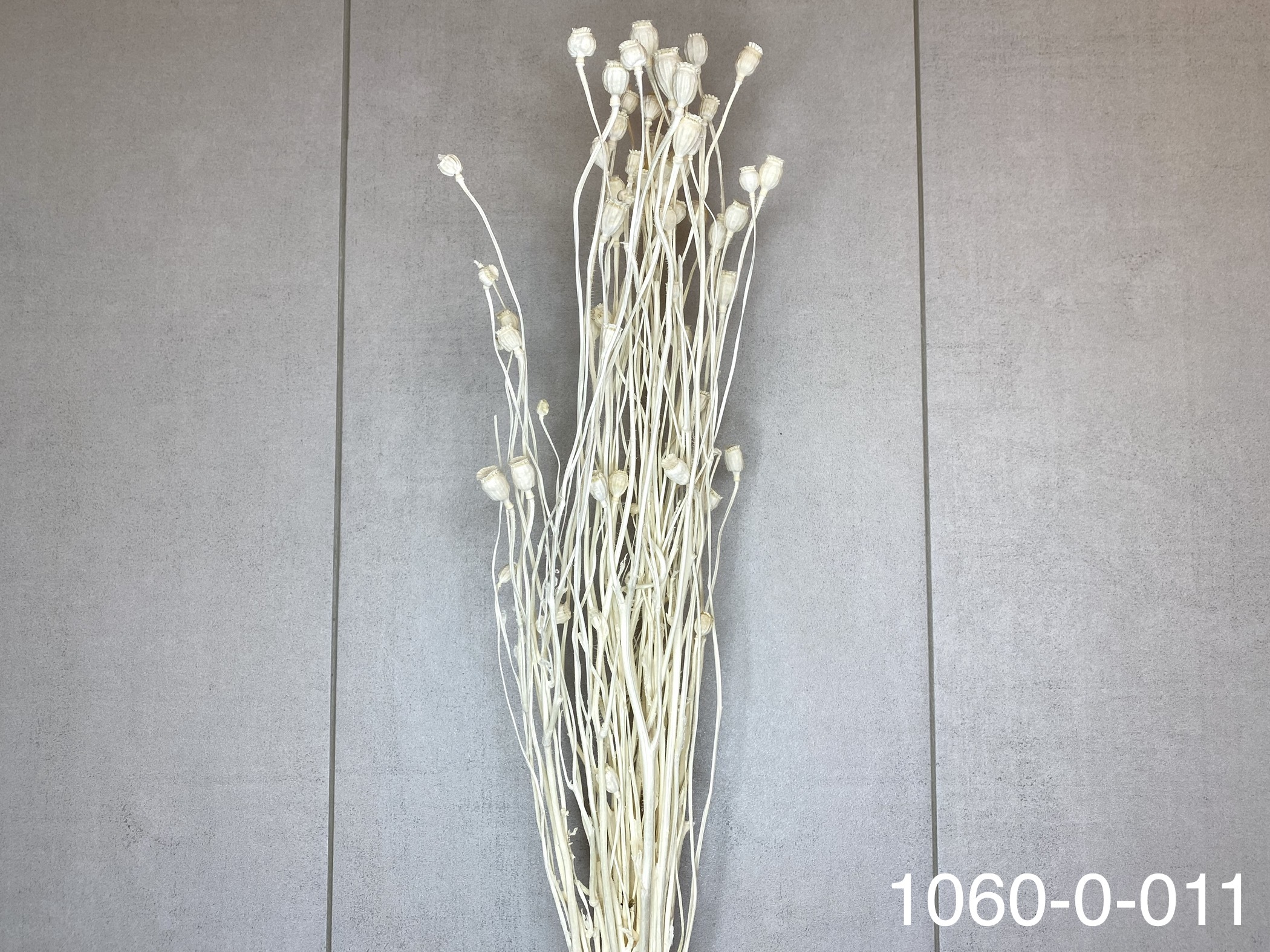 日本乾燥虞美人(罌粟花) 10600-011