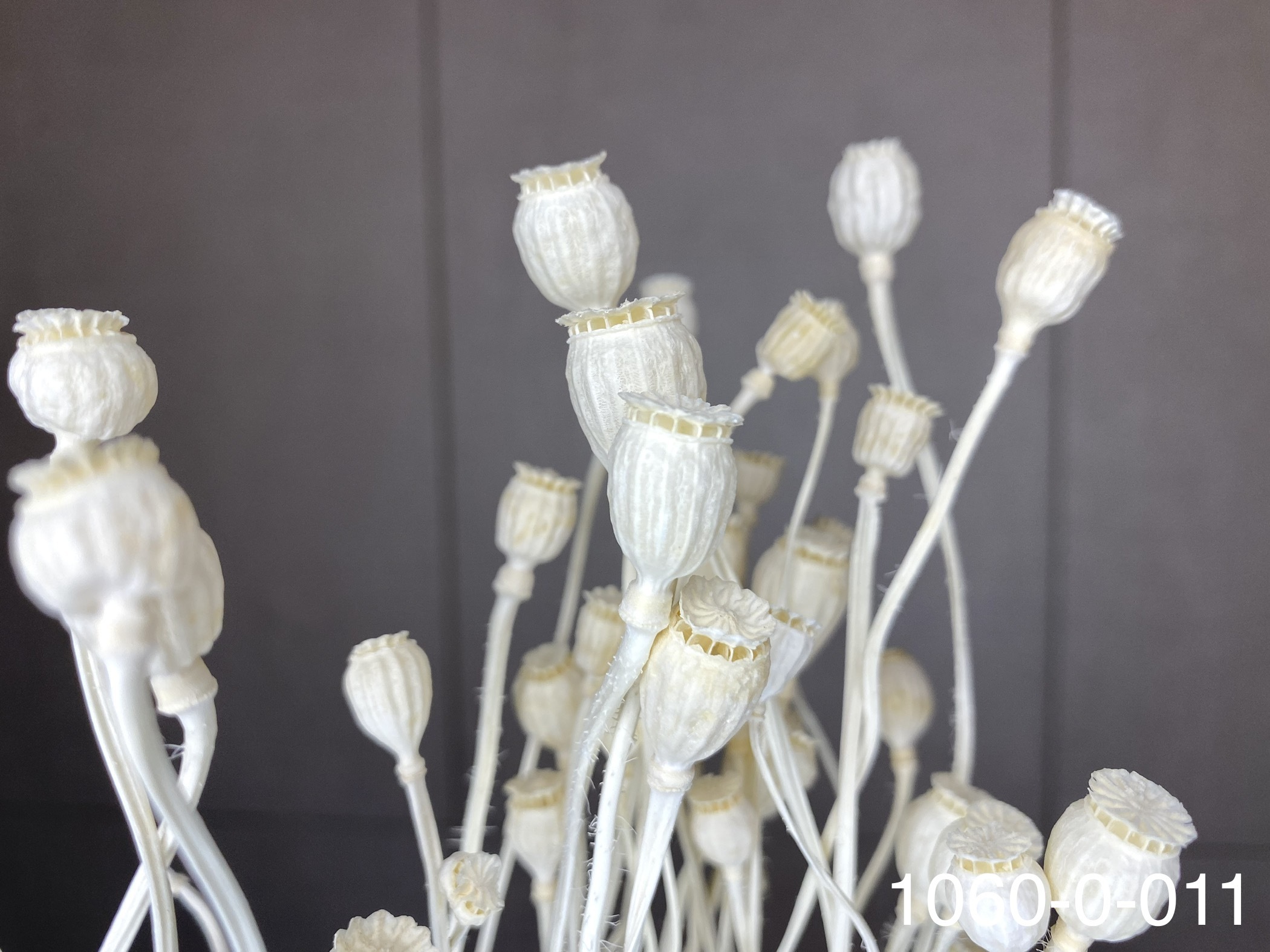 日本乾燥虞美人(罌粟花) 10600-011