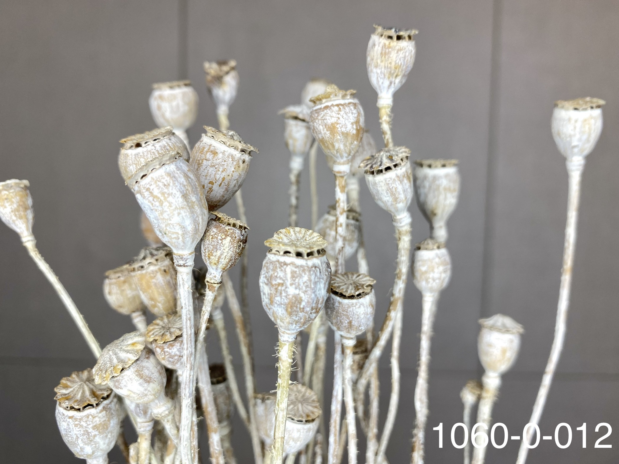 乾燥虞美人(罌粟花) 10600-012