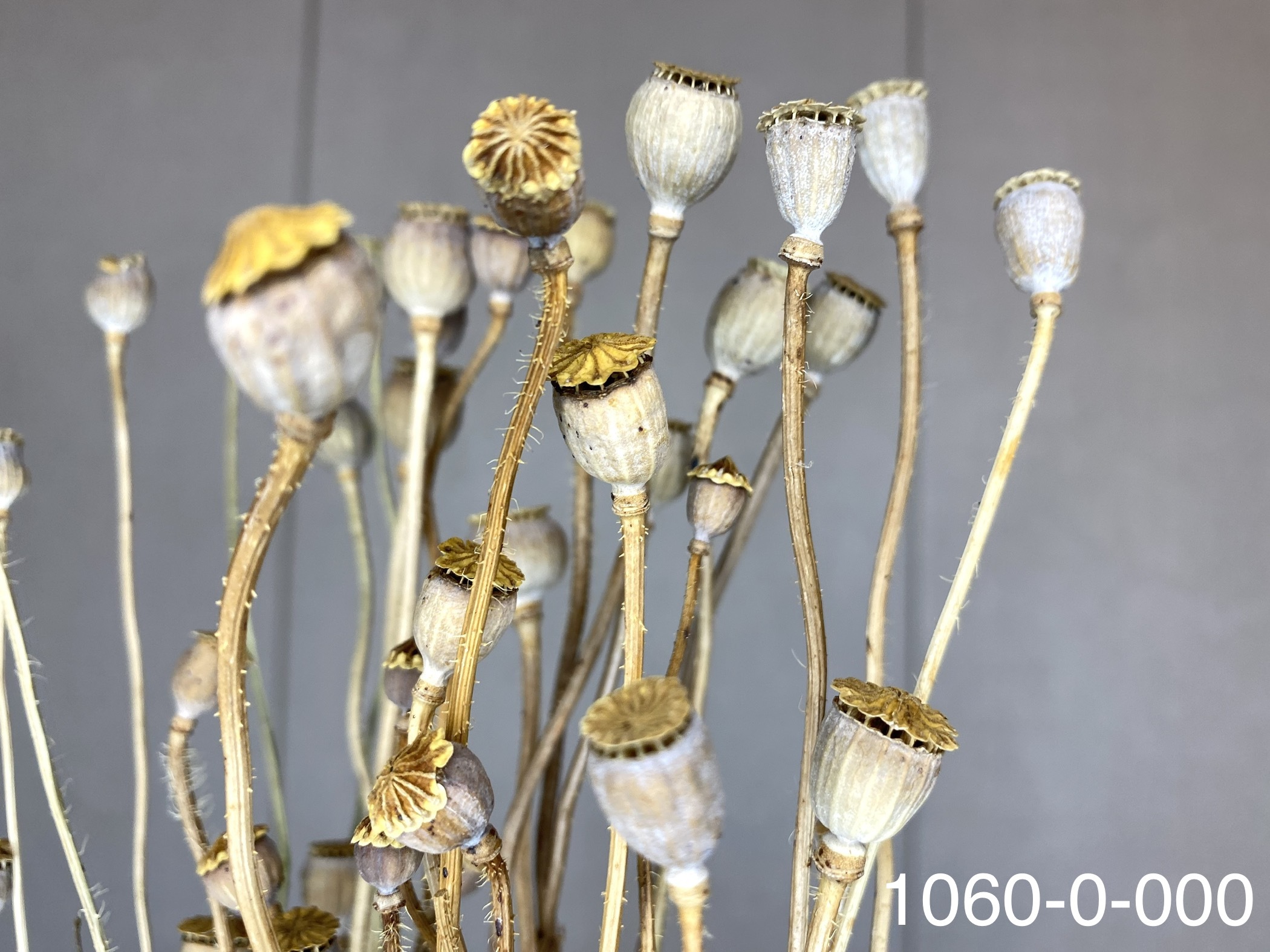 日本乾燥虞美人(罌粟花) 10600-000