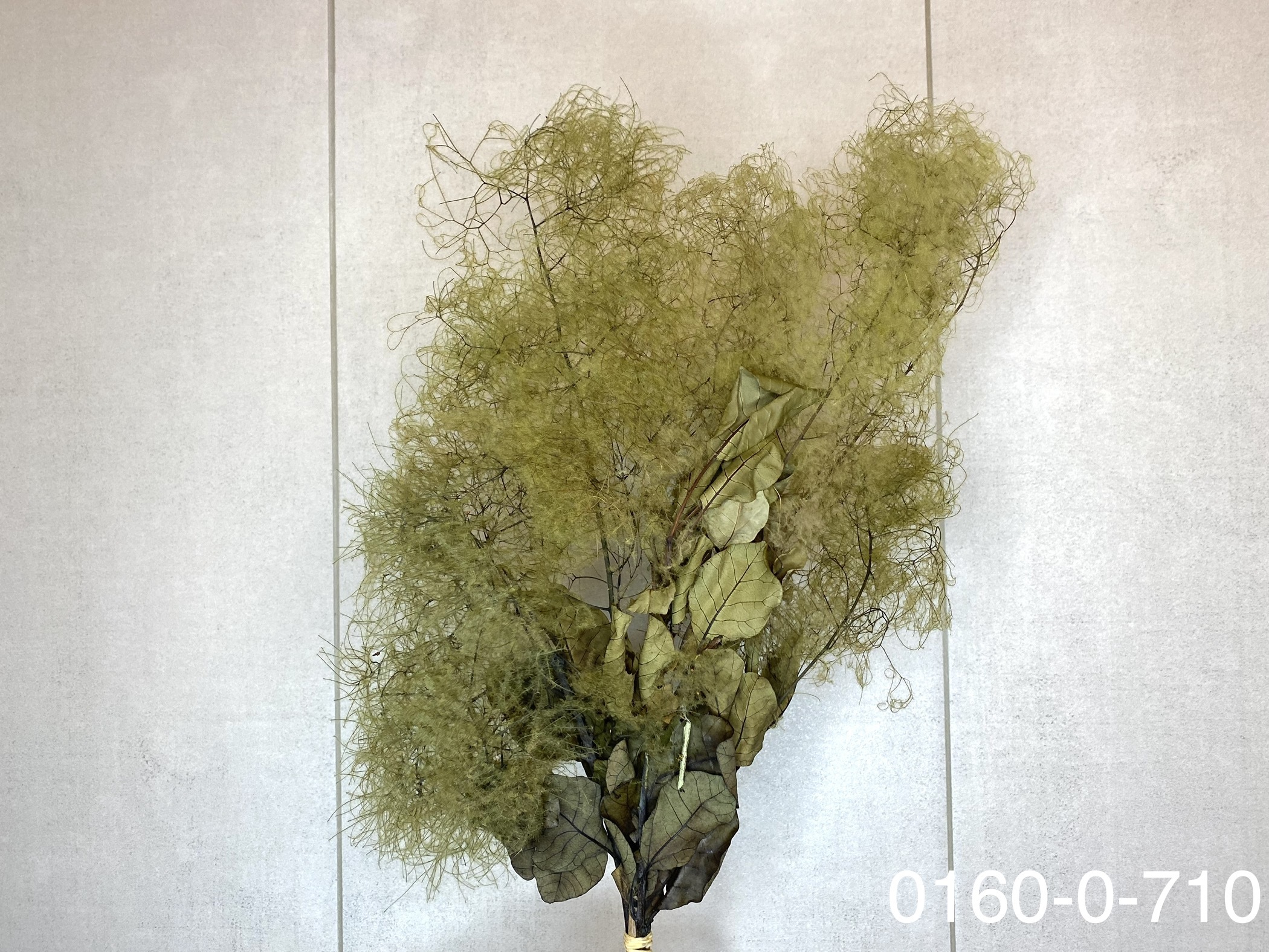 日本不凋煙霧樹 01600-710