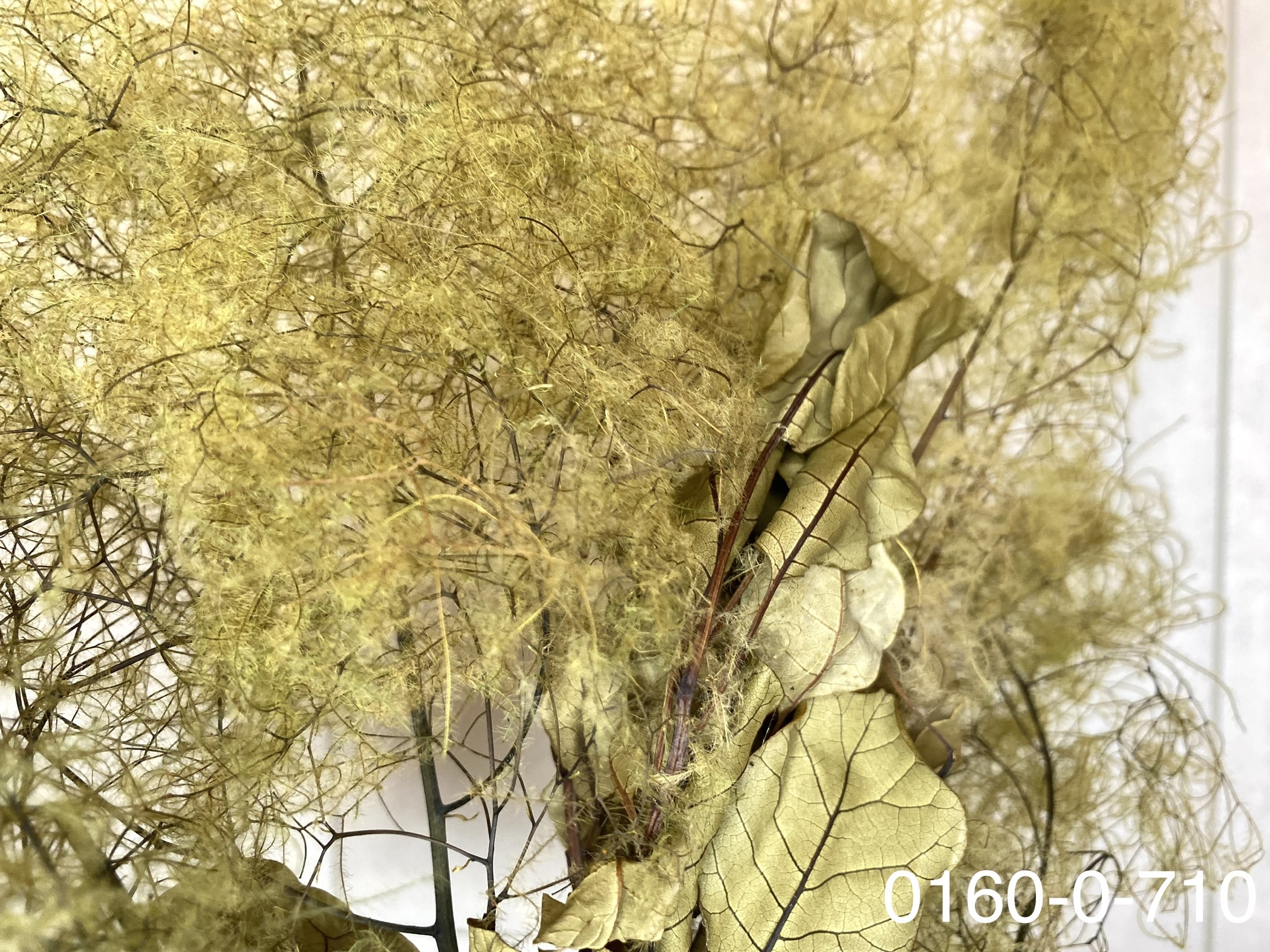 日本不凋煙霧樹 01600-710