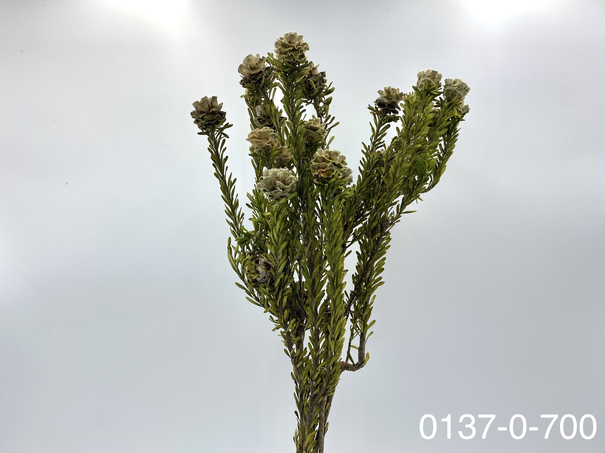 日本不凋拓圖陽光 01370-700