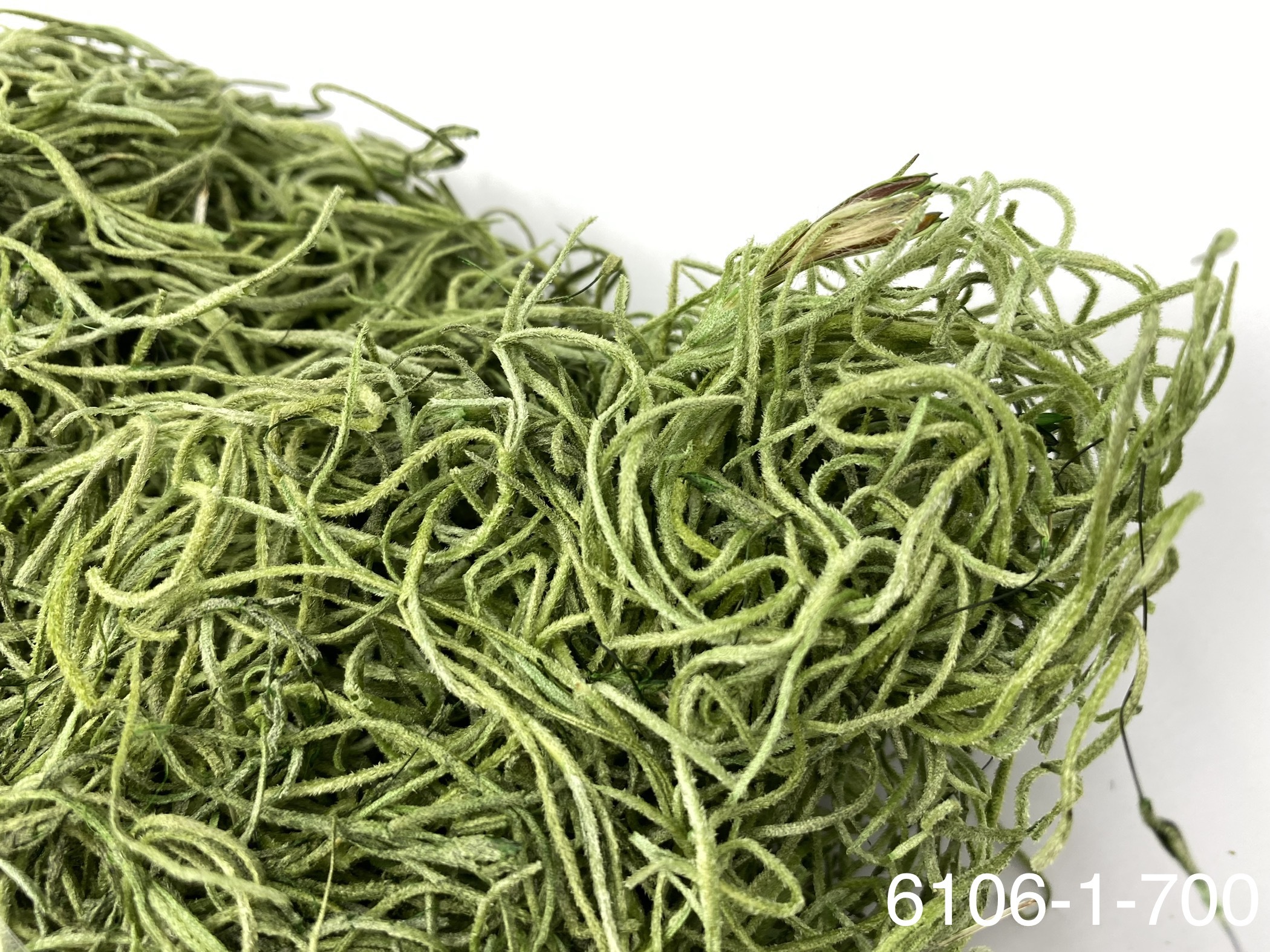 日本不凋松蘿 61061-700