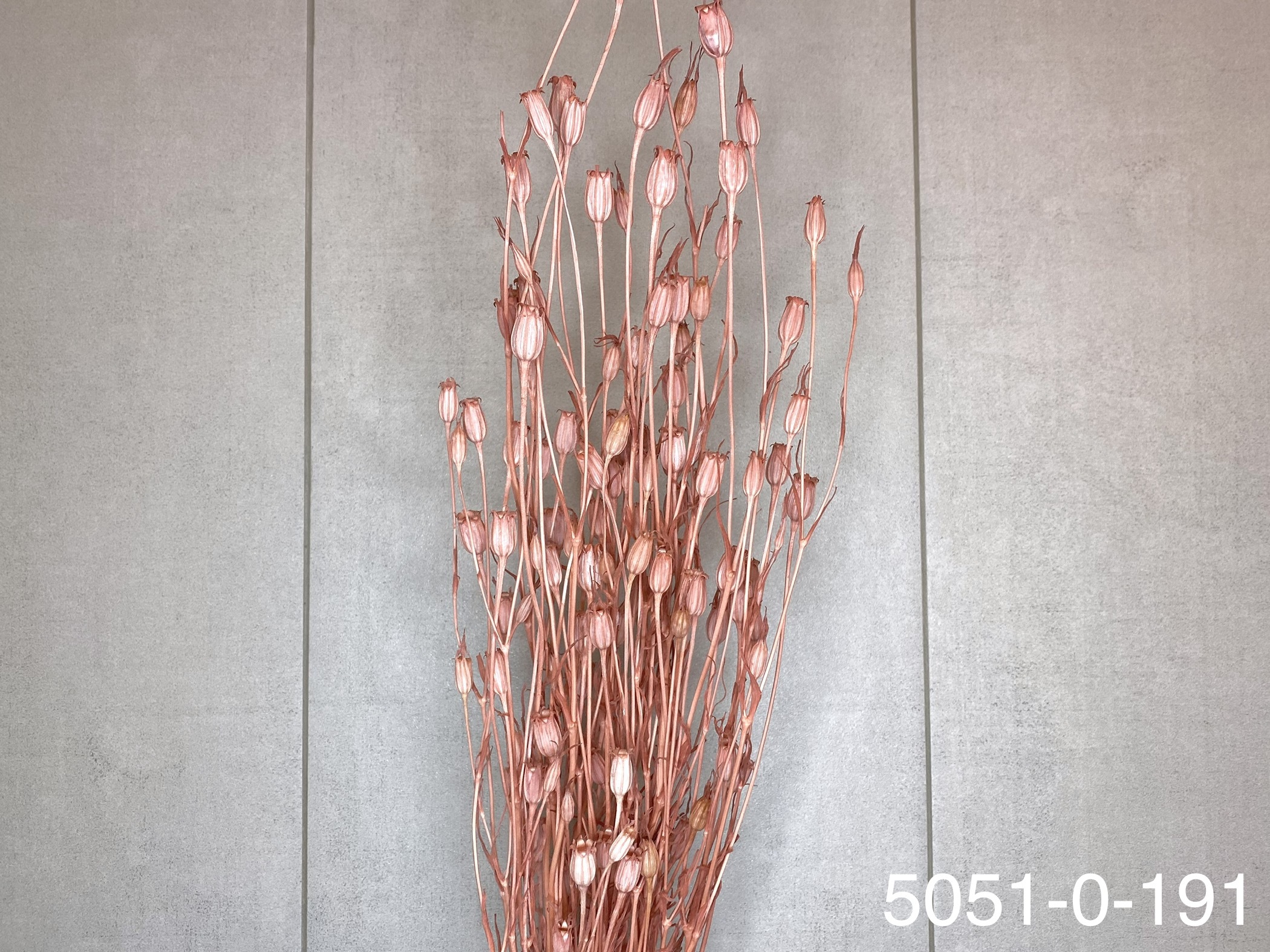 日本乾燥風鈴草 50510-191