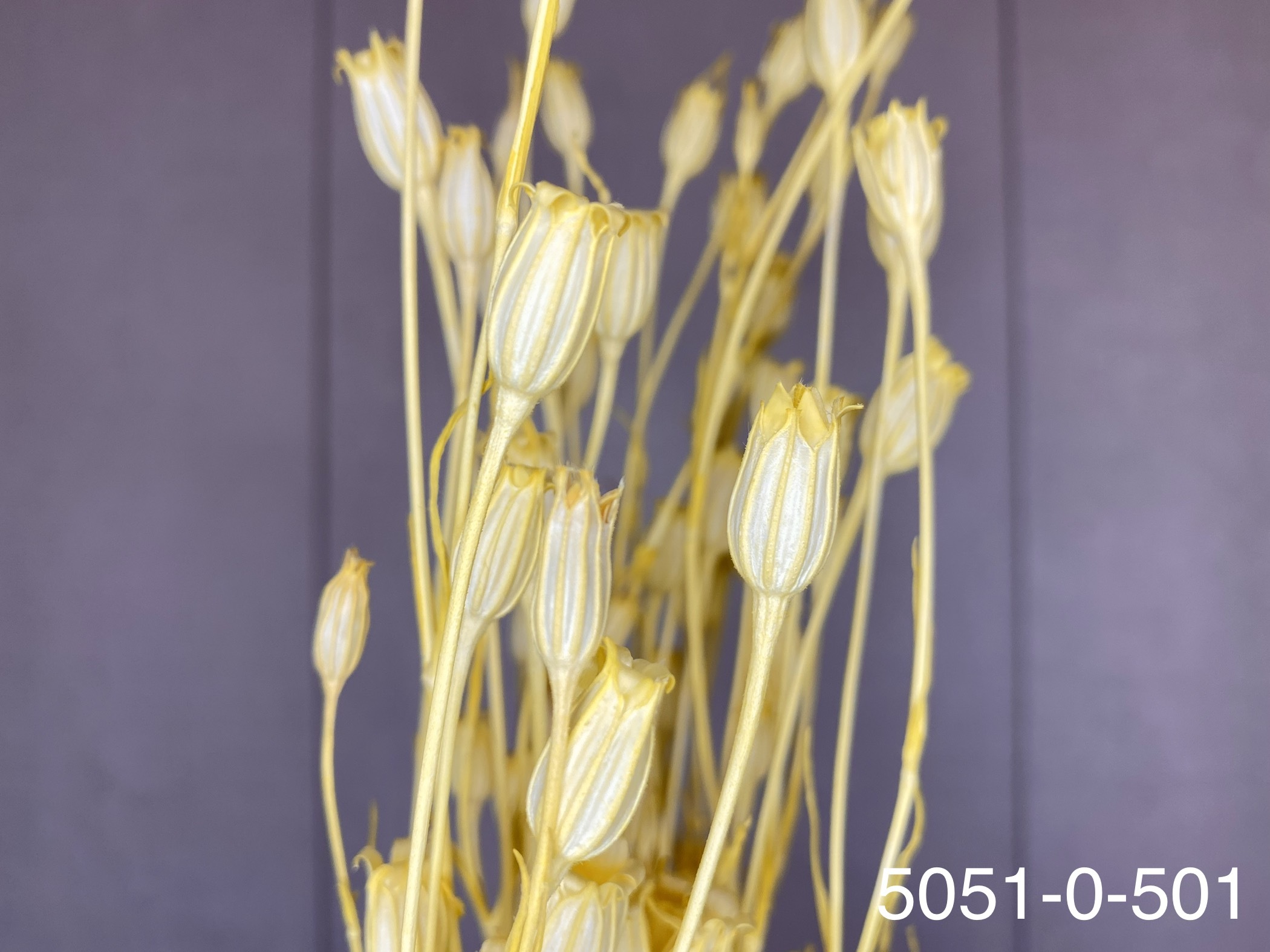 日本乾燥風鈴草 50510-501