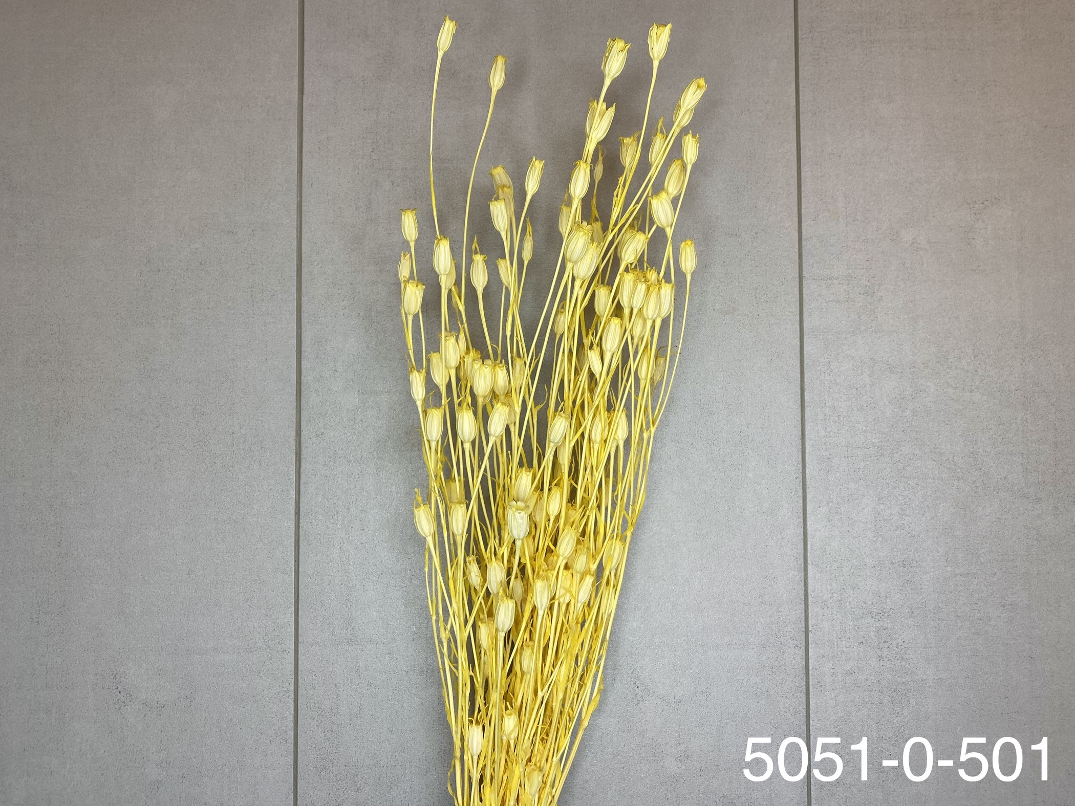 日本乾燥風鈴草 50510-501