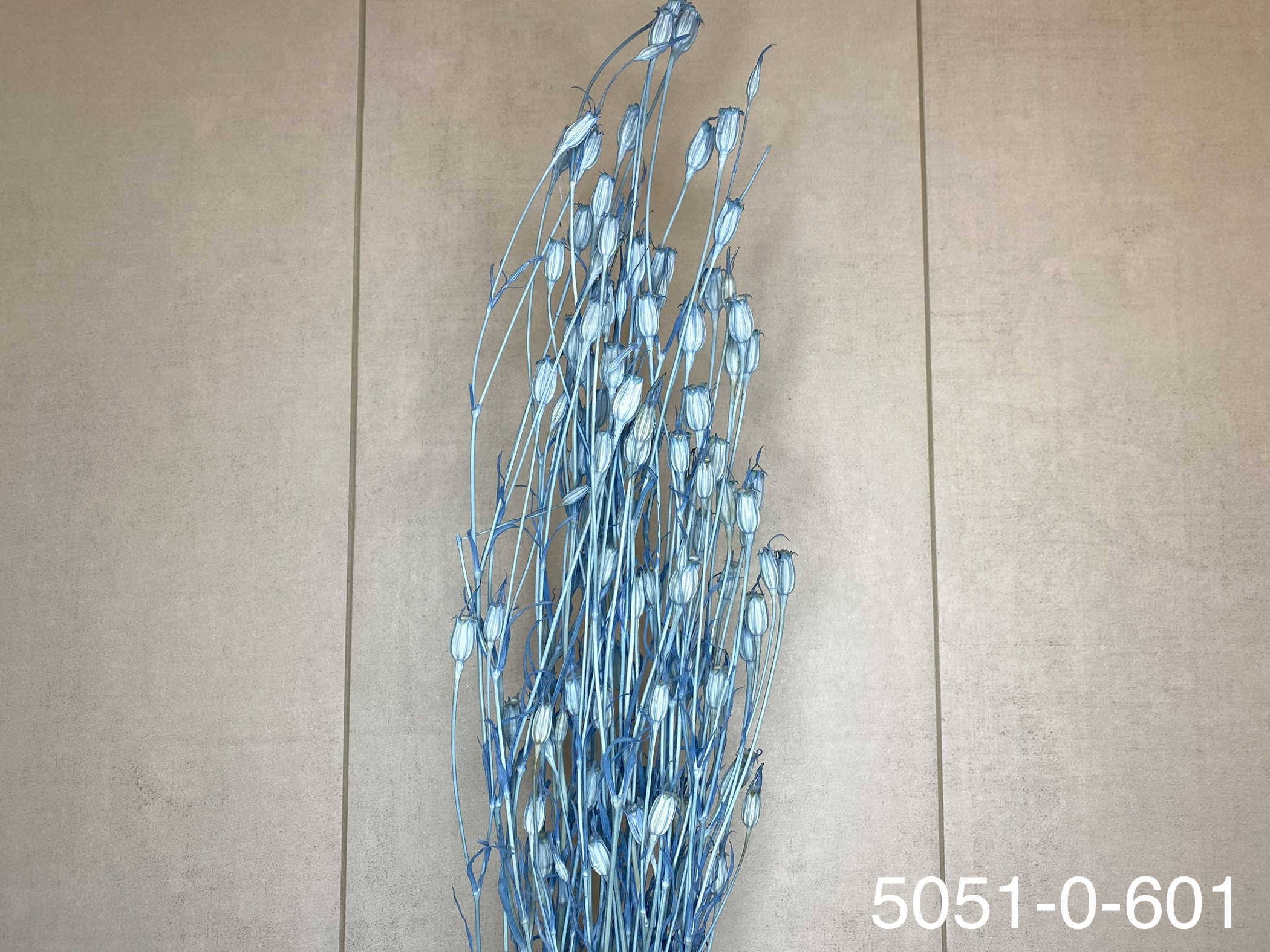 日本乾燥風鈴草 50510-601