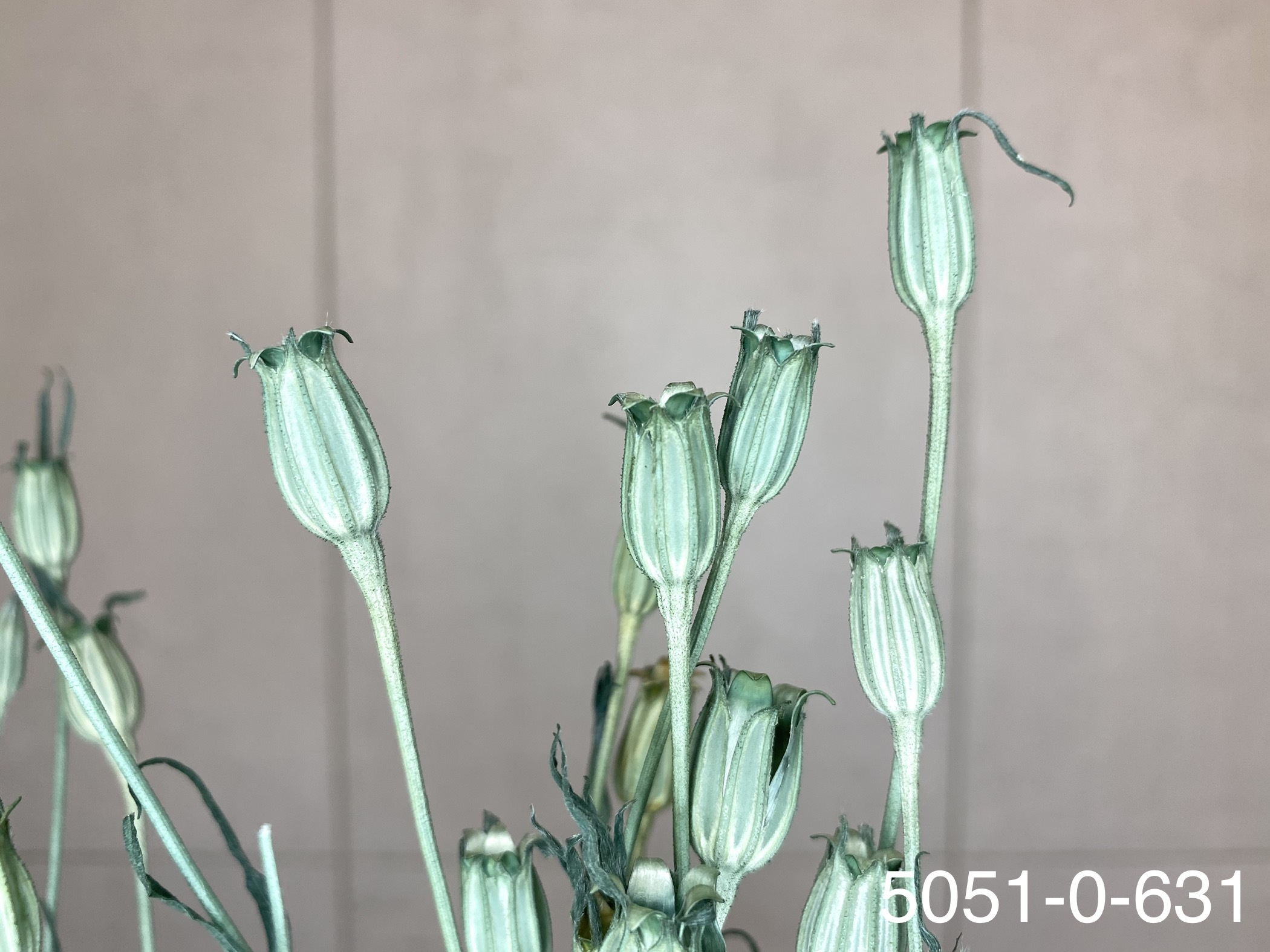 日本乾燥風鈴草 50510-631