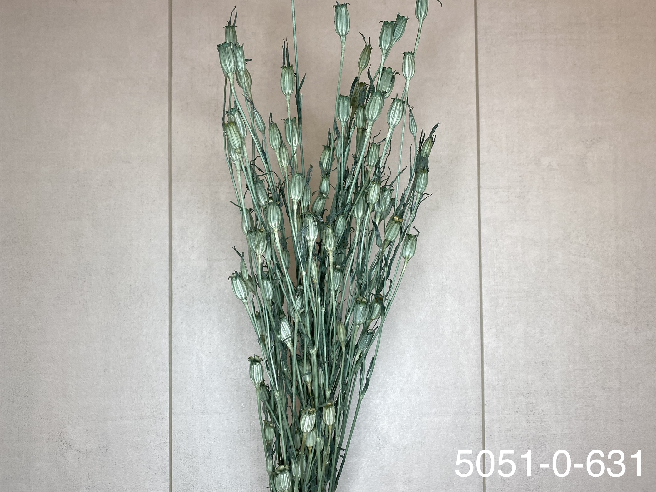 日本乾燥風鈴草 50510-631