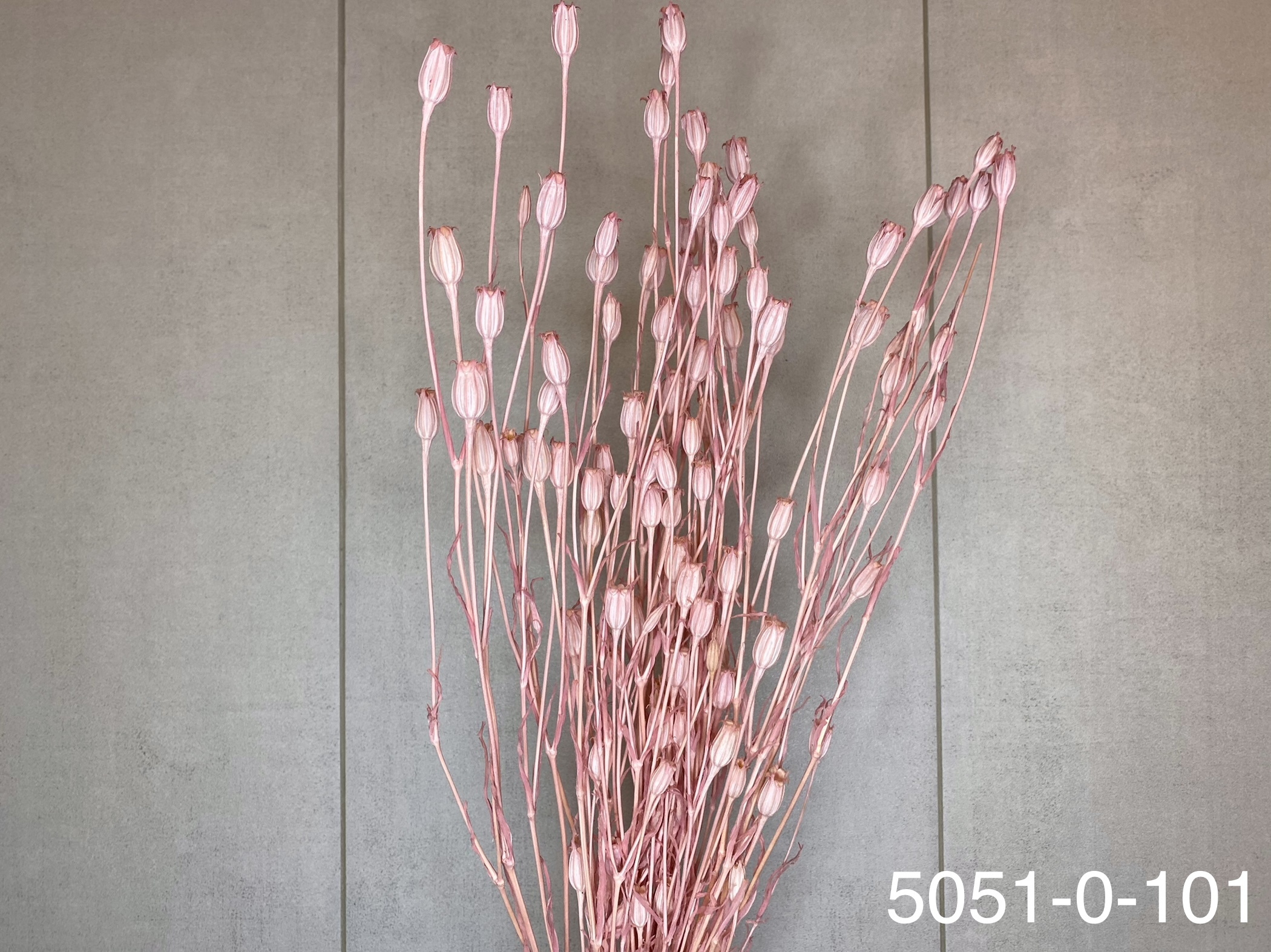 日本乾燥風鈴草 50510-101