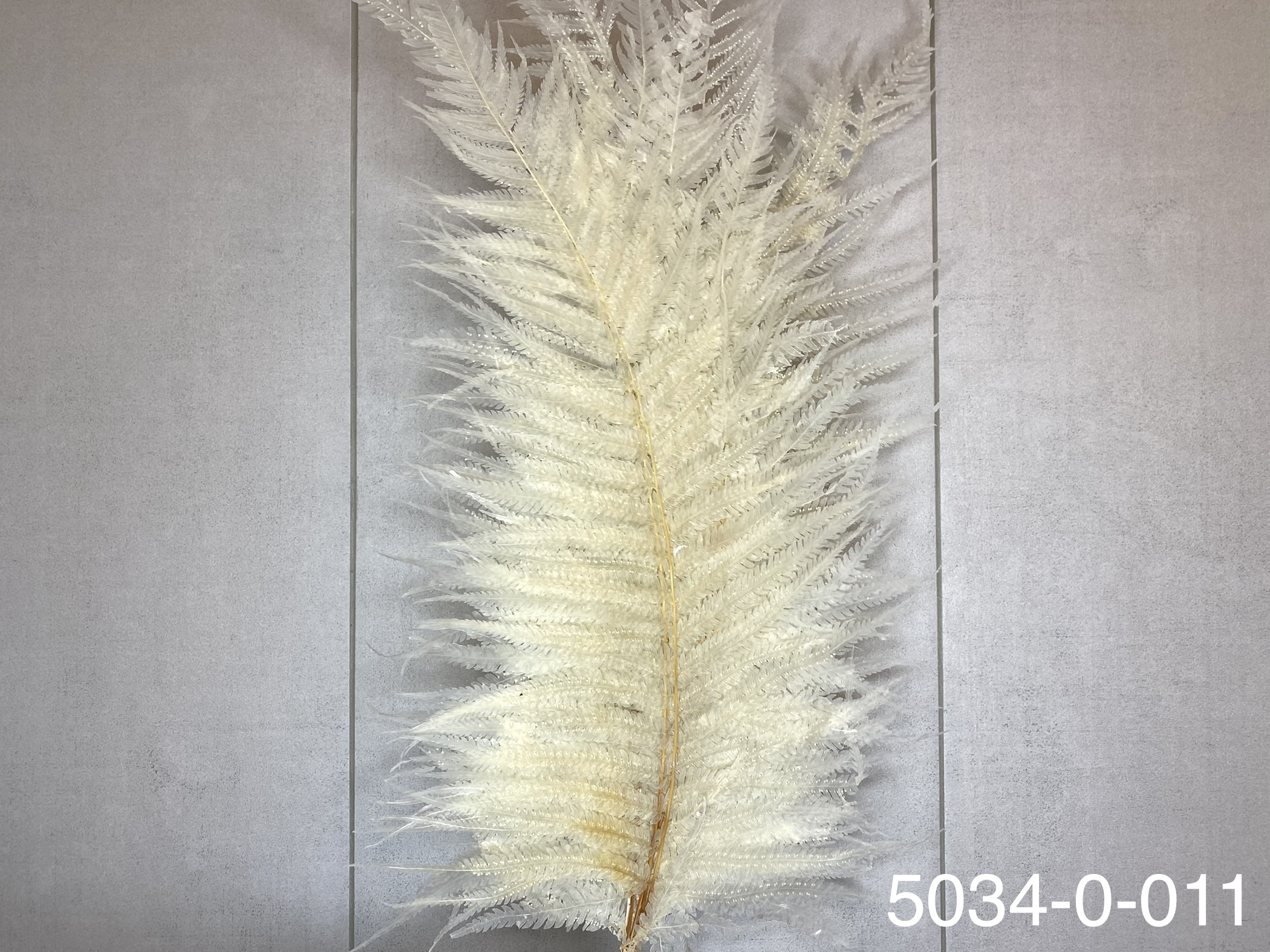 日本不凋長葉蕨 50340-011