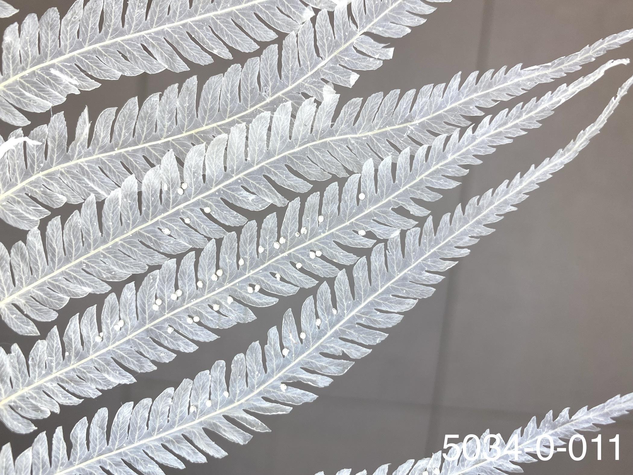 日本不凋長葉蕨 50340-011