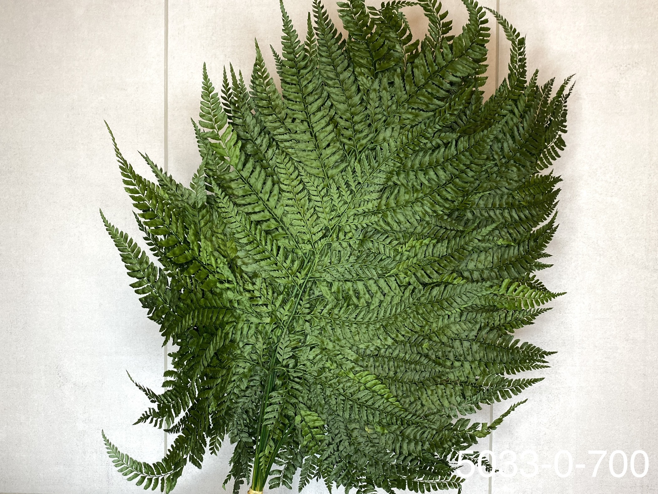 日本不凋雞蕨 50330-700