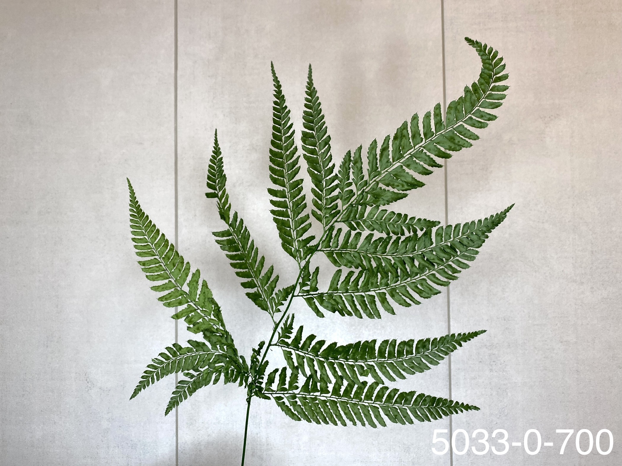 日本不凋雞蕨 50330-700