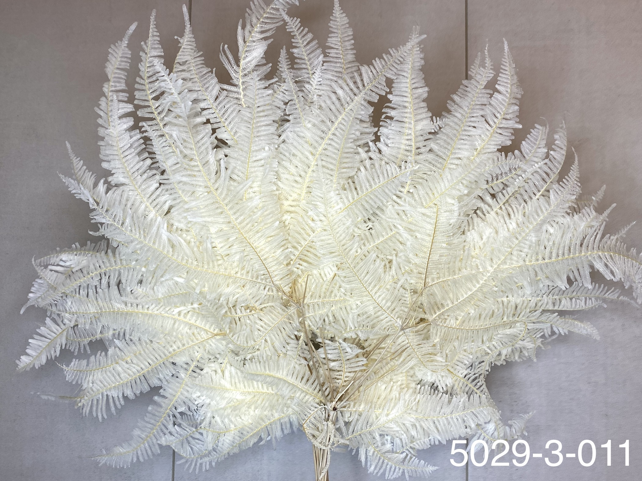 日本不凋芒萁 50293-011