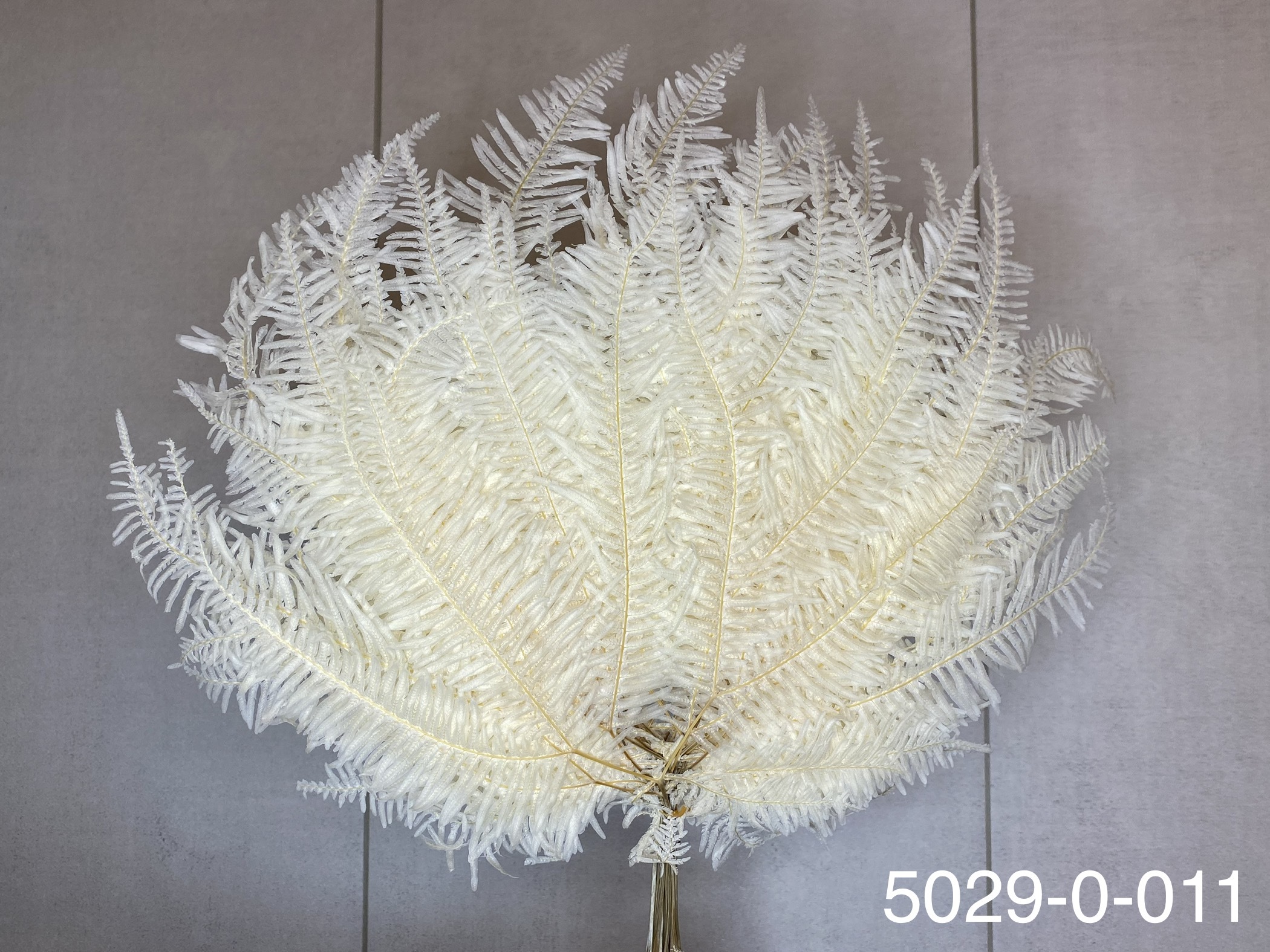 日本不凋芒萁(米白) 50290-011