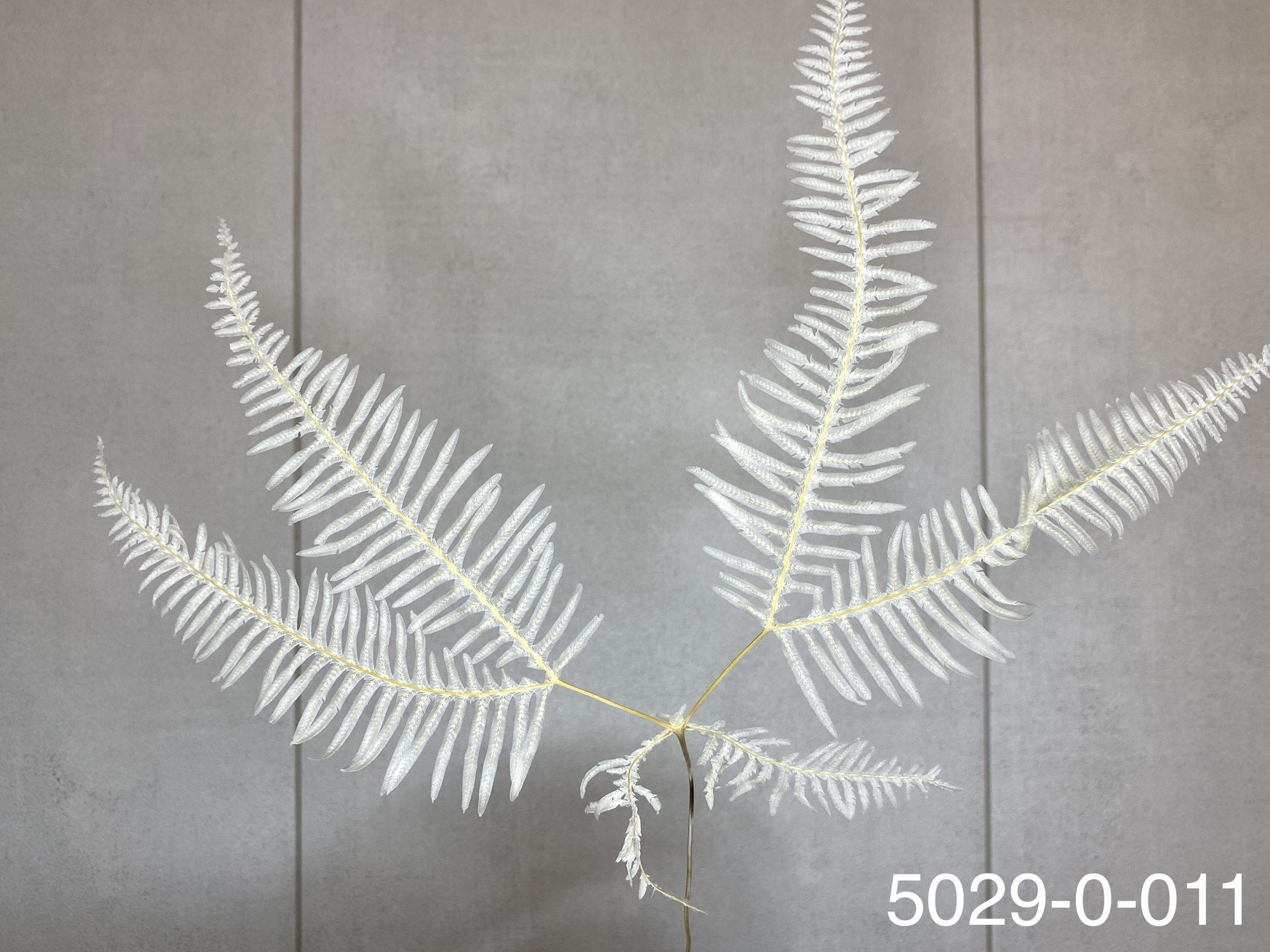 日本不凋芒萁(米白) 50290-011