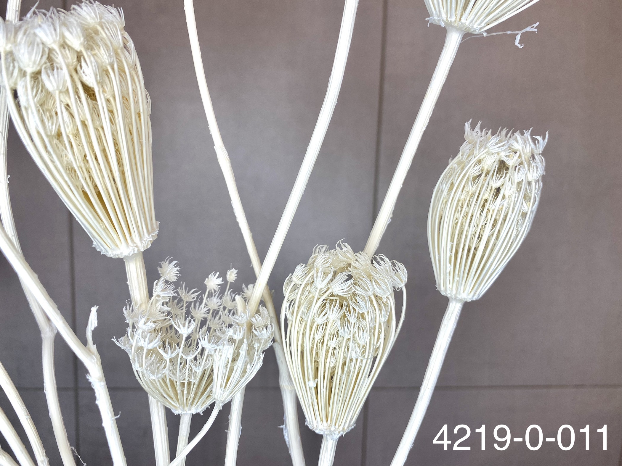 日本不凋茴香花 42190-011