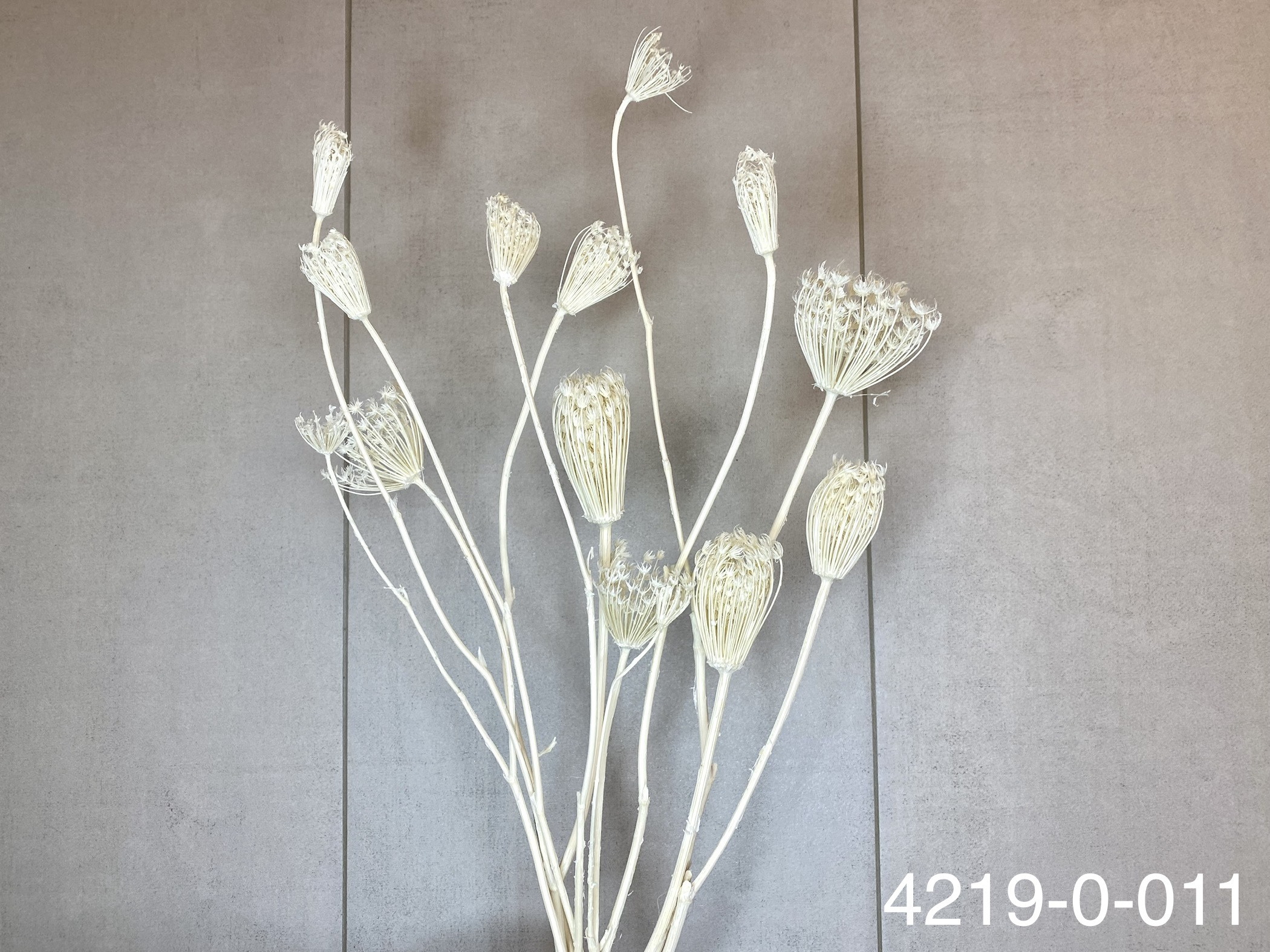 日本不凋茴香花 42190-011