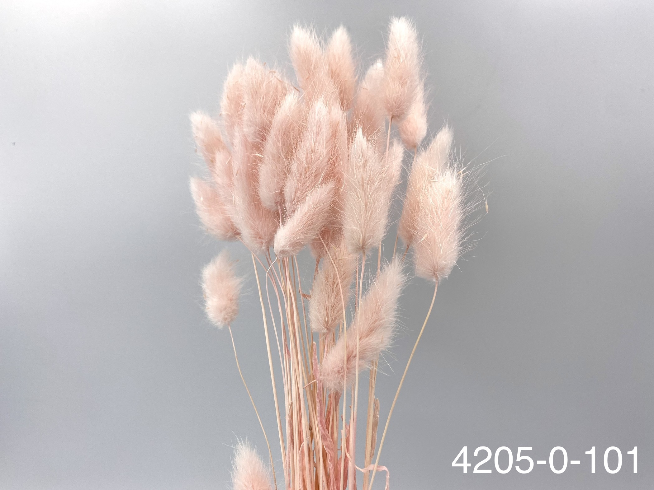 日本兔尾草 42050-101