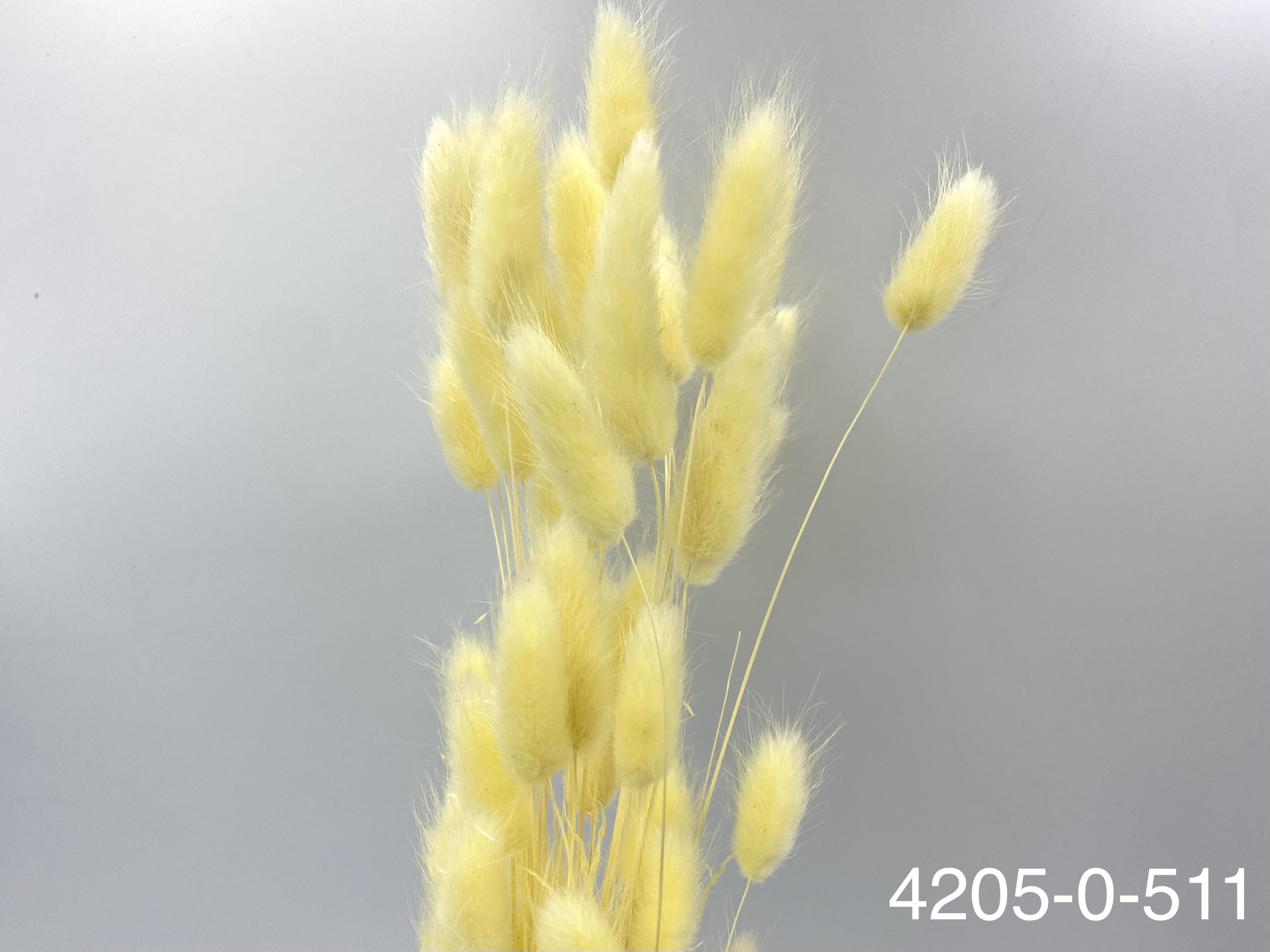 日本兔尾草 42050-511