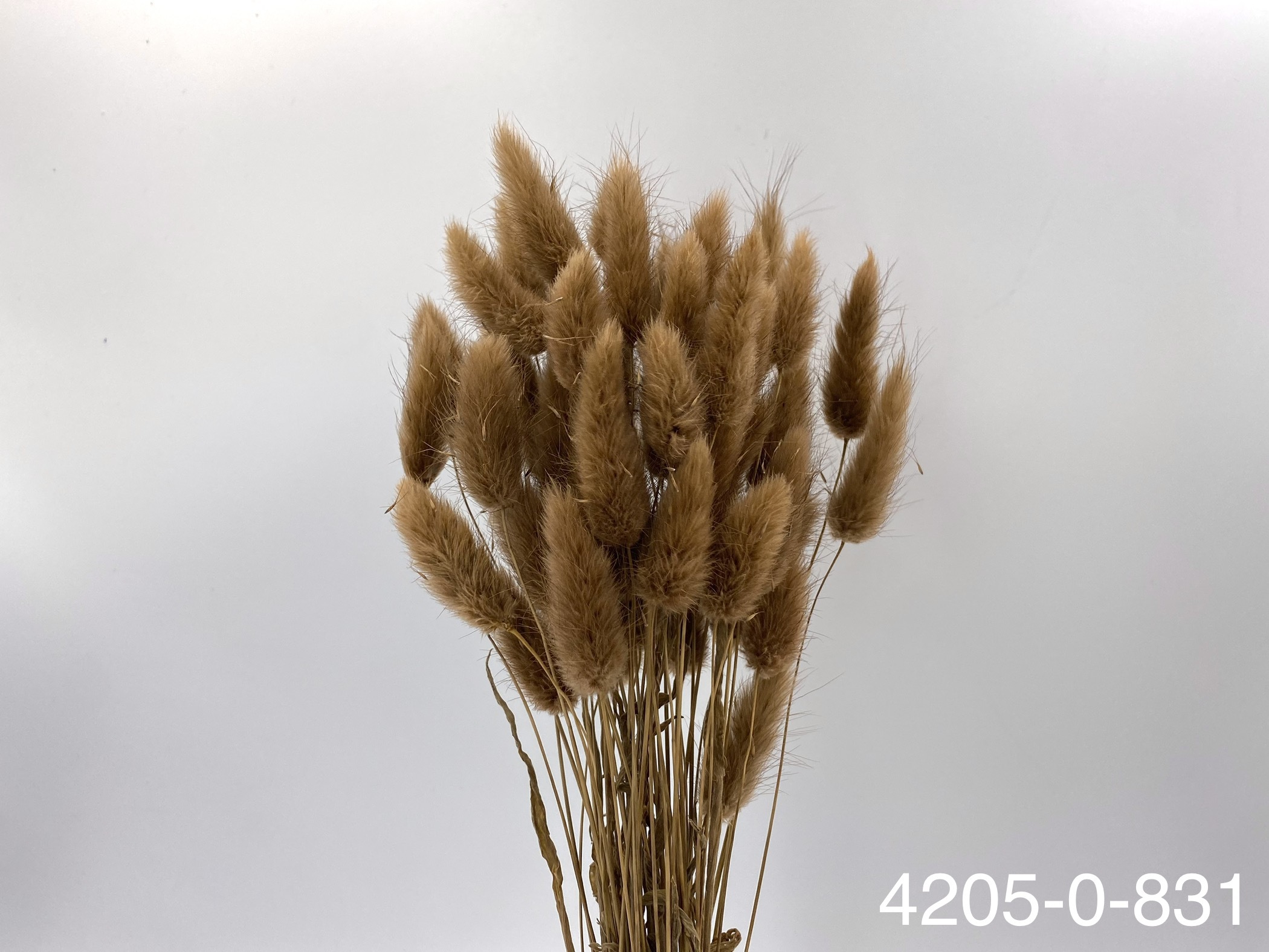 日本兔尾草 42050-831