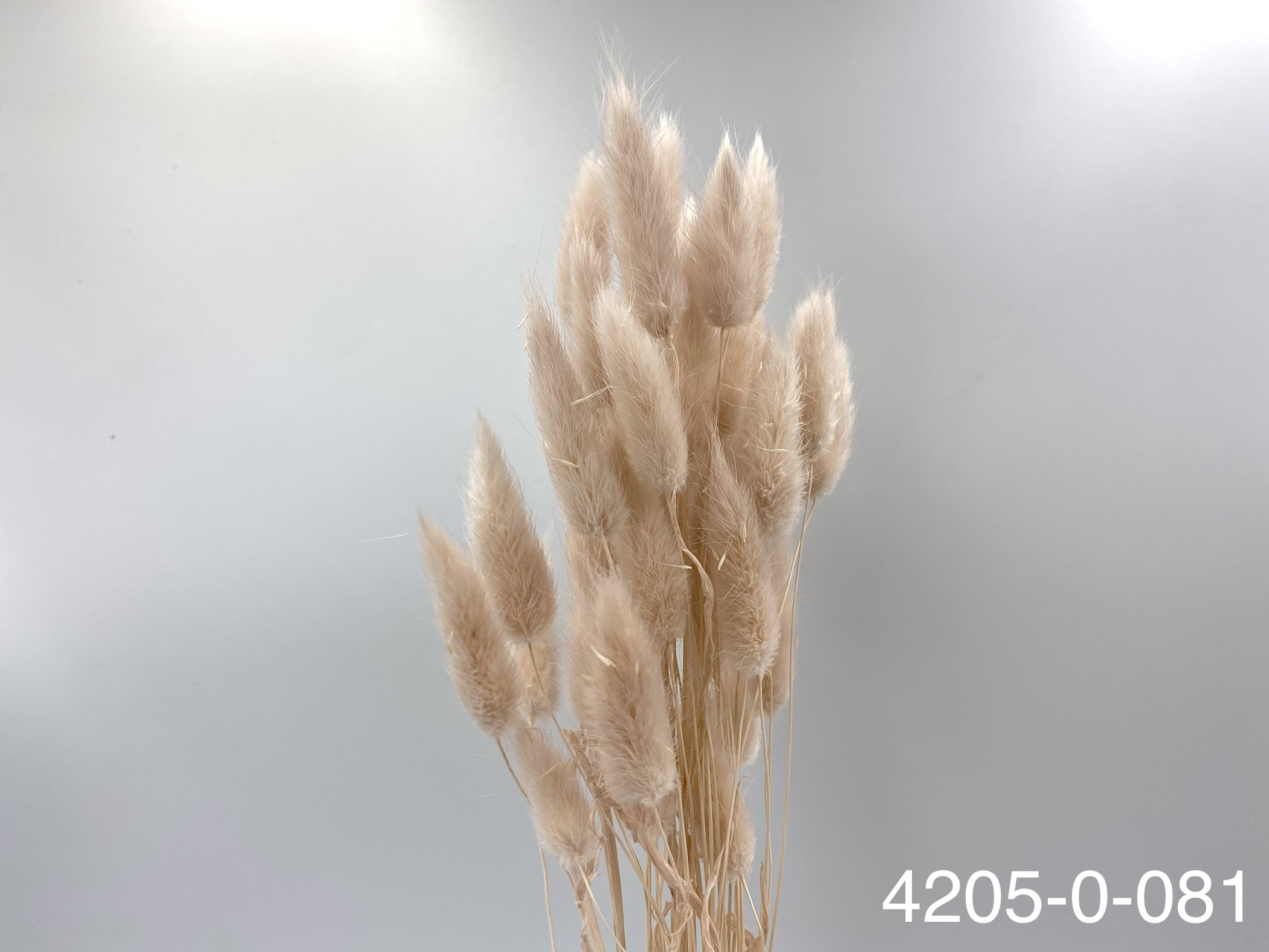 日本兔尾草 42050-081