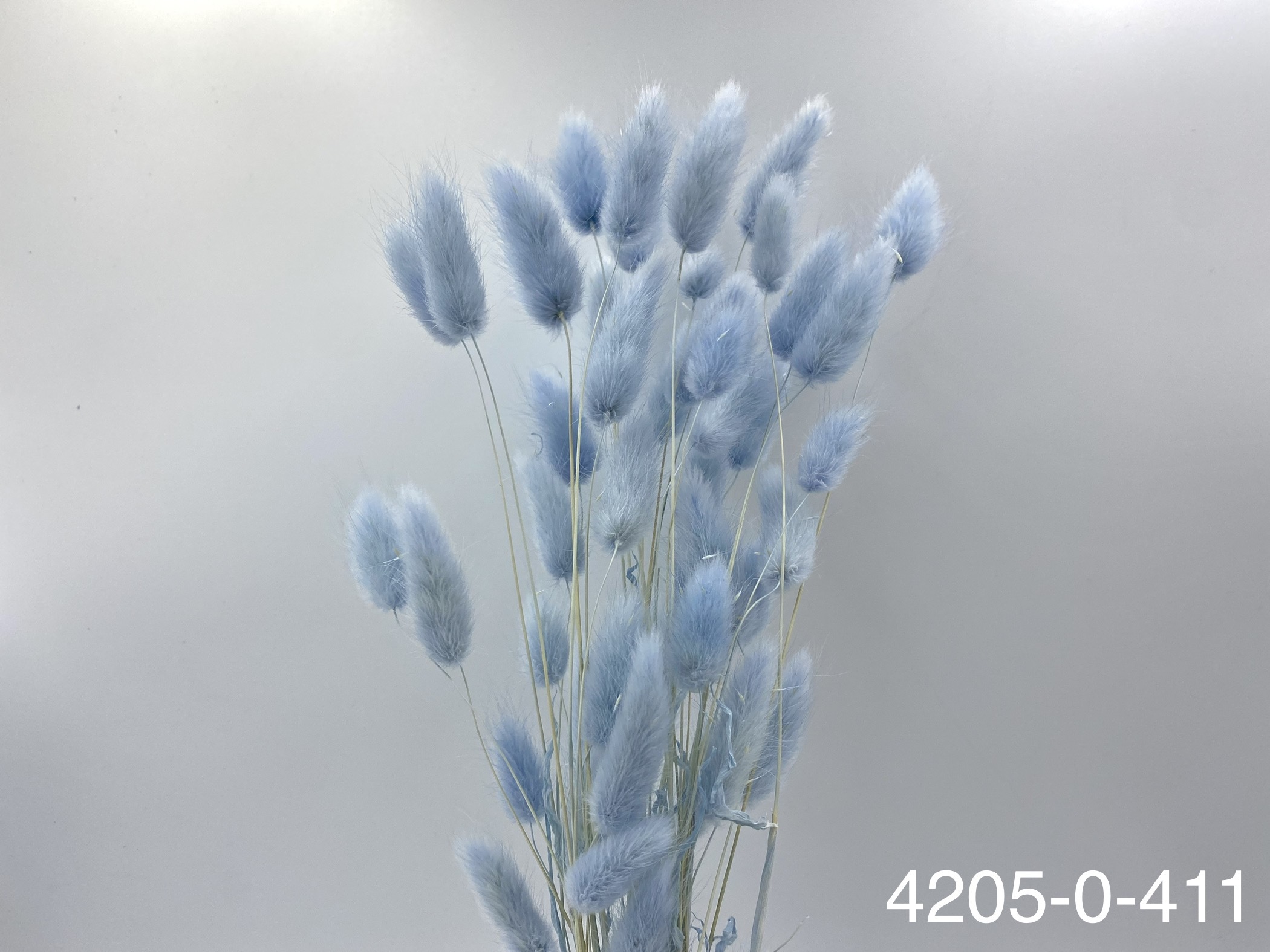 日本兔尾草 42050-411