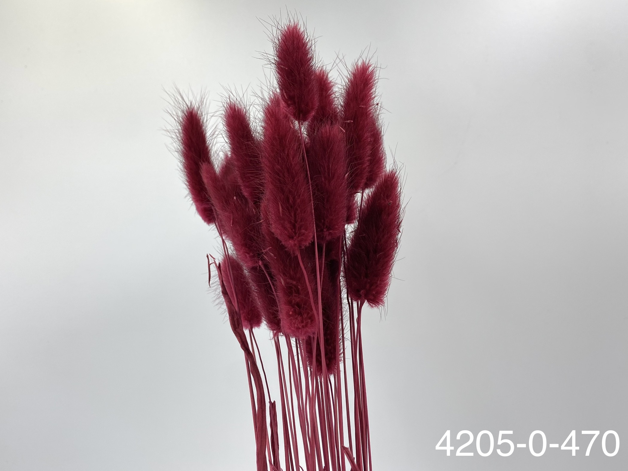 日本兔尾草 42050-470