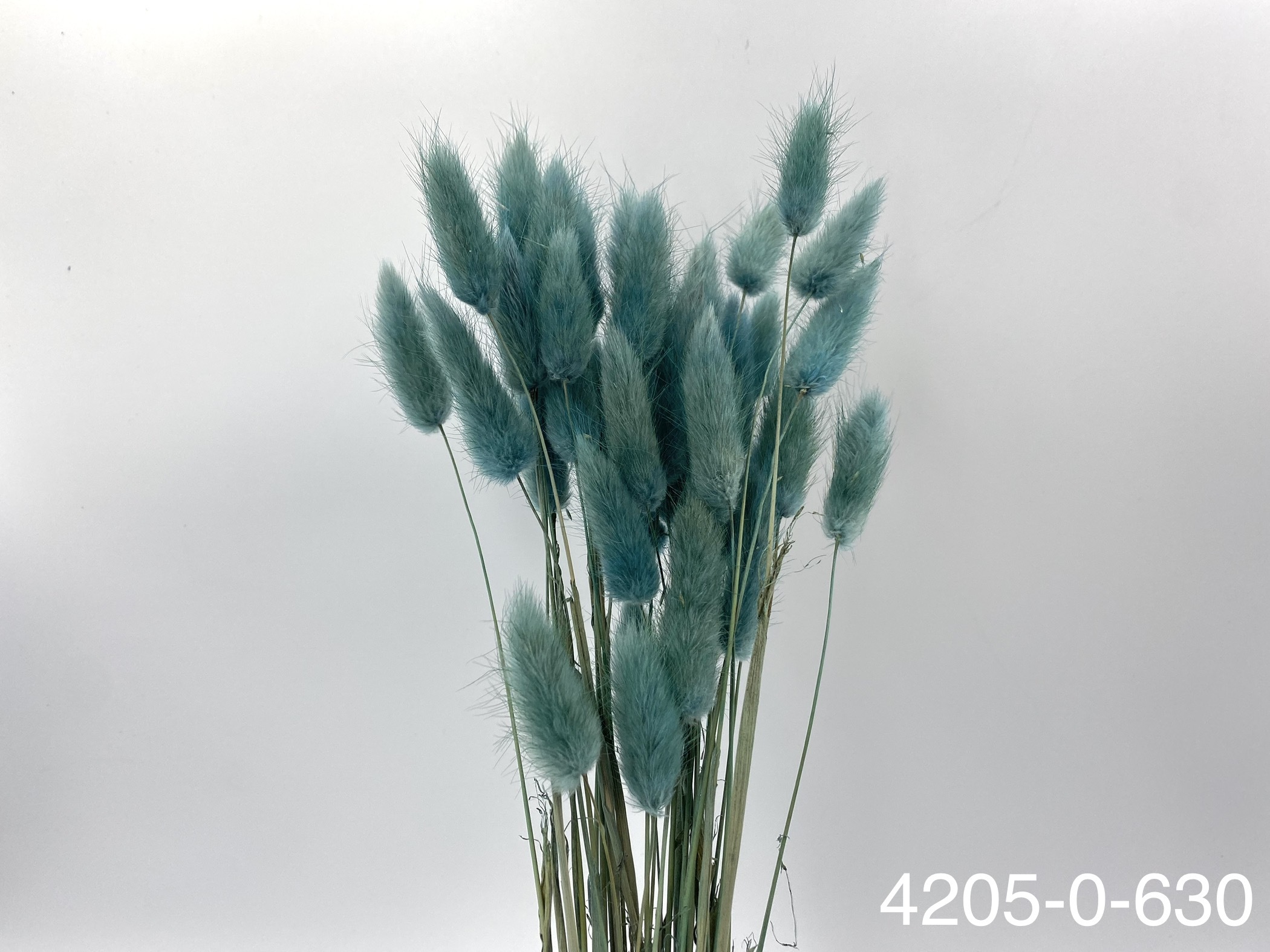 日本兔尾草 42050-630