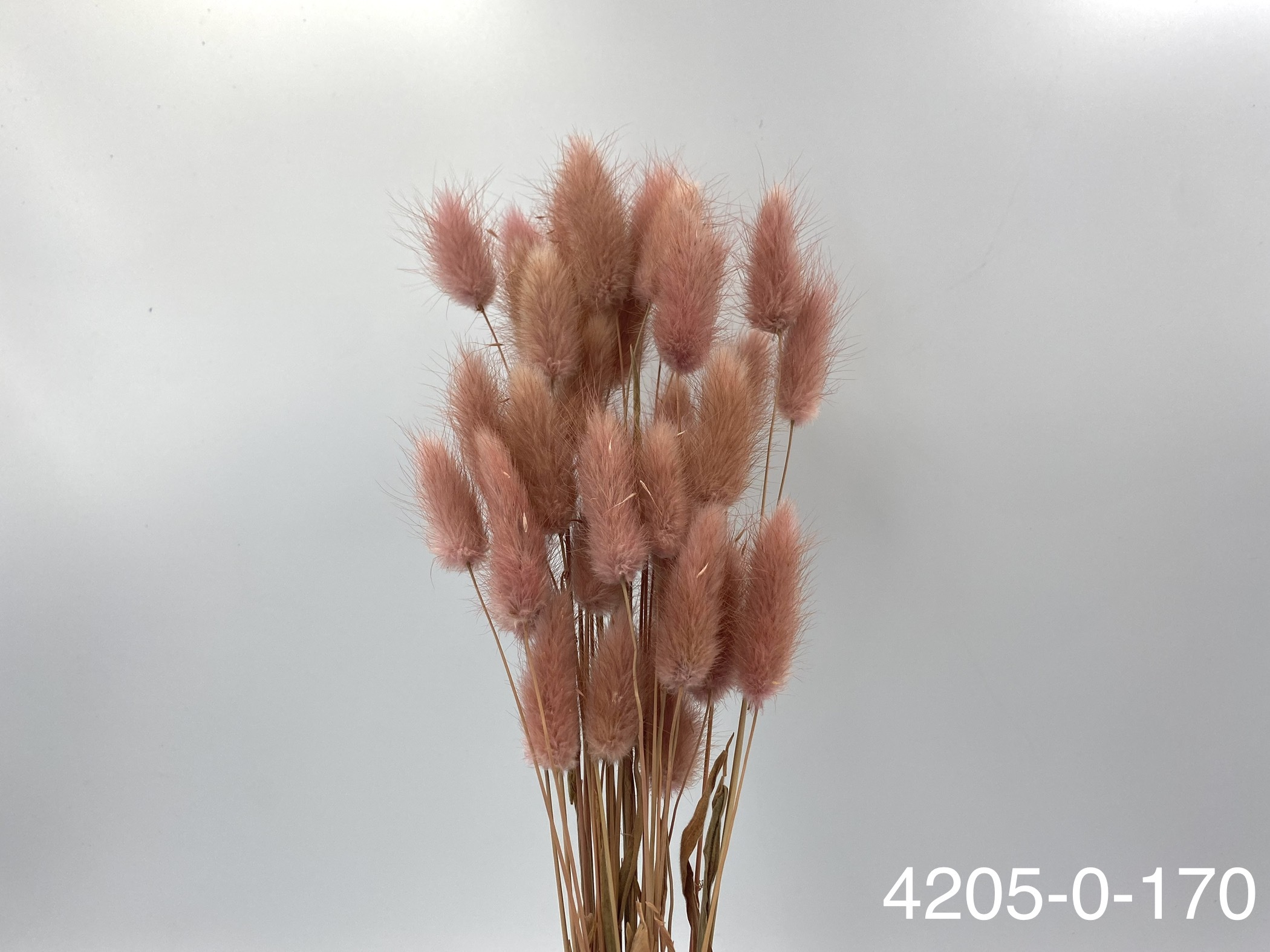 日本兔尾草 42050-170