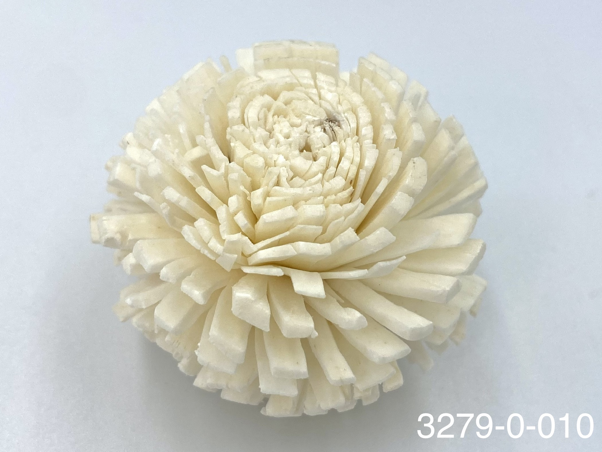 日本索拉乒乓菊 32790-010