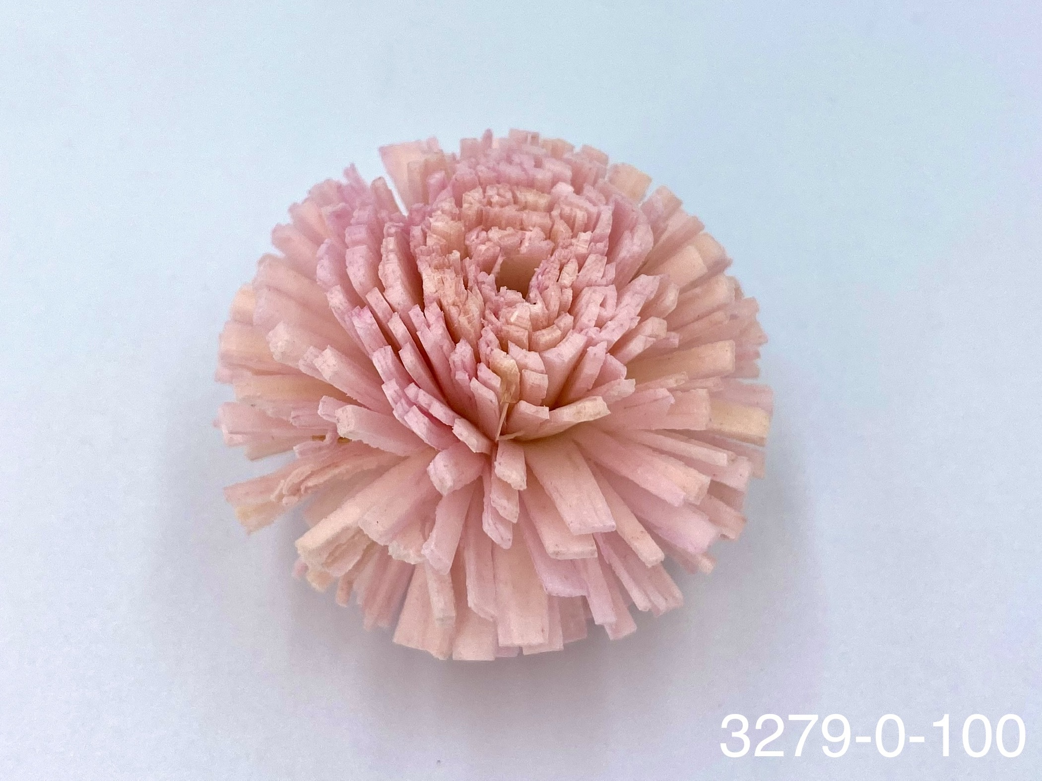 日本索拉乒乓菊 32790-100