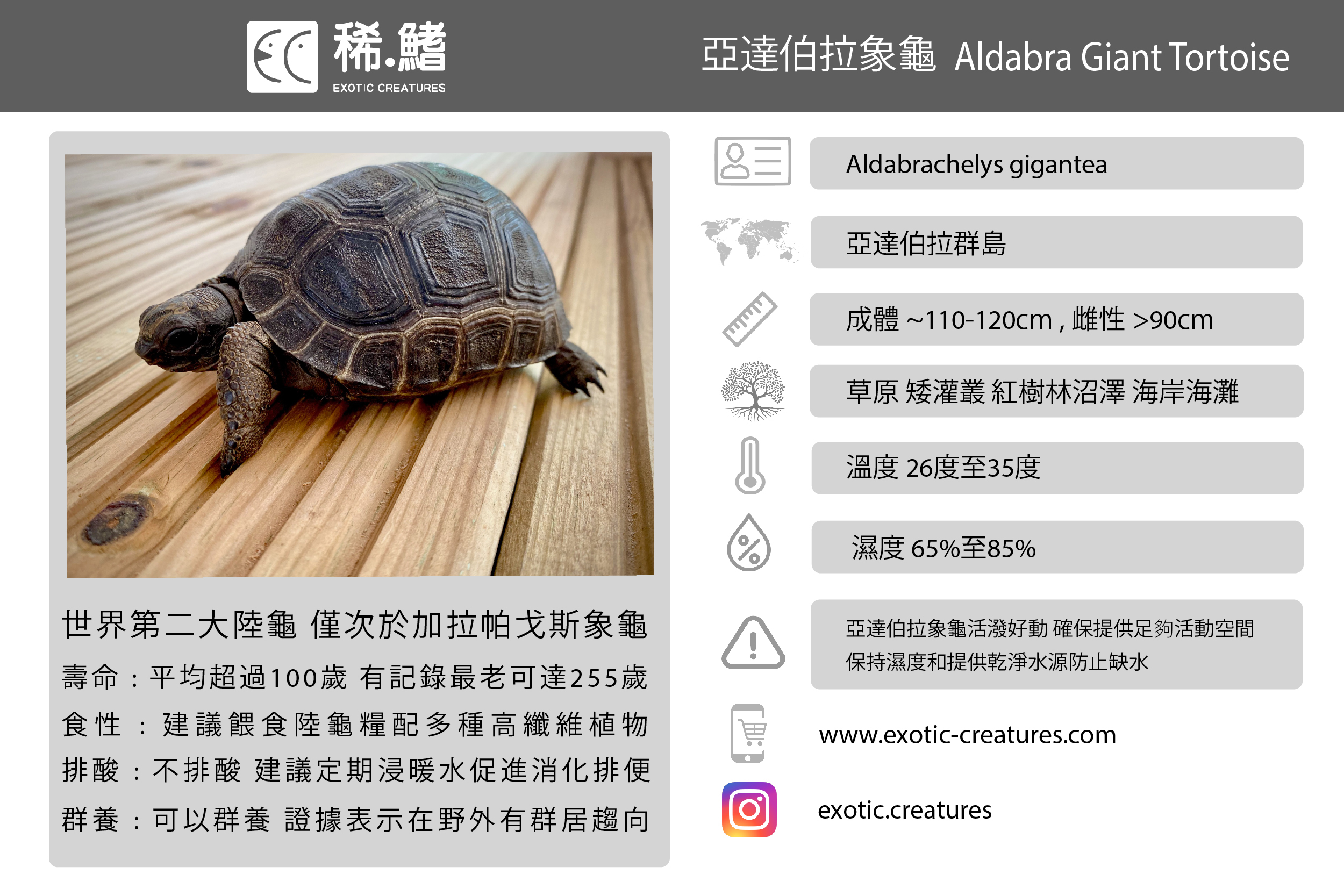 亞達伯拉象龜 (Aldabrachelys gigantea)