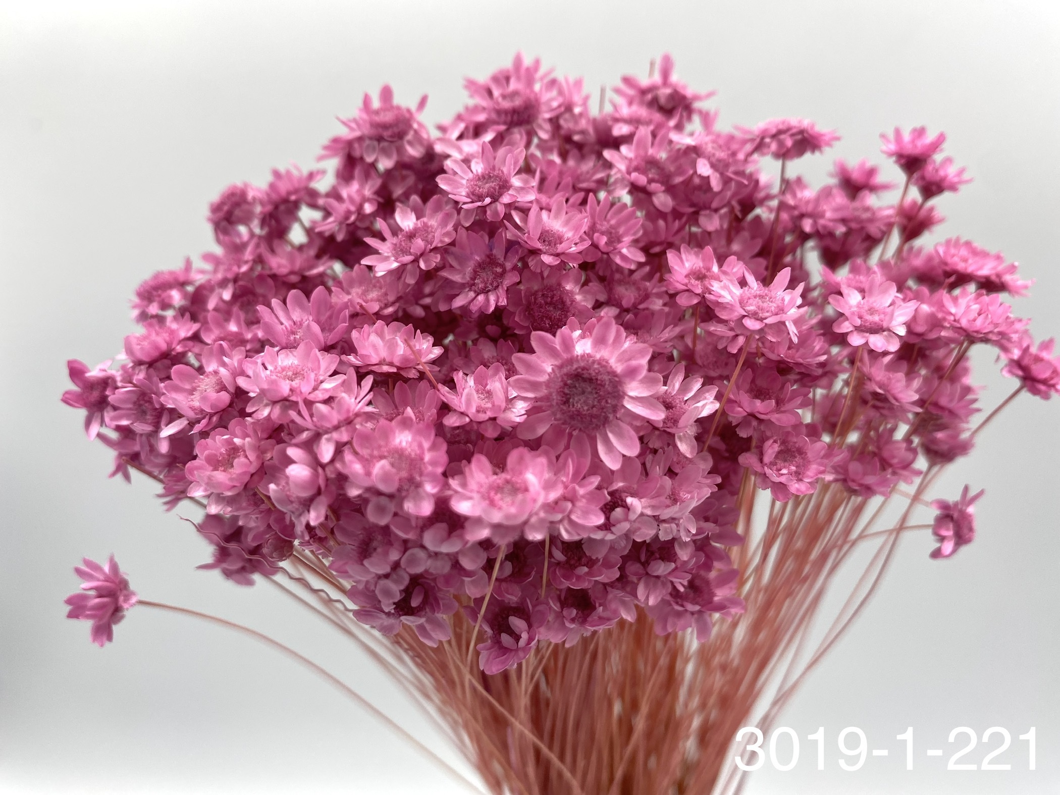 日本不凋繁星花(小) 30191-221