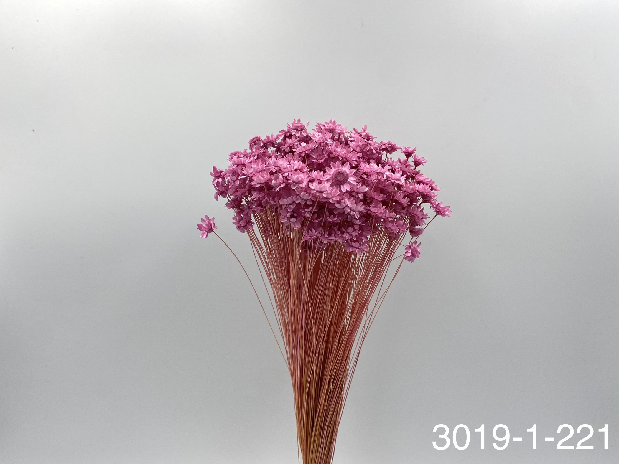 日本不凋繁星花(小) 30191-221