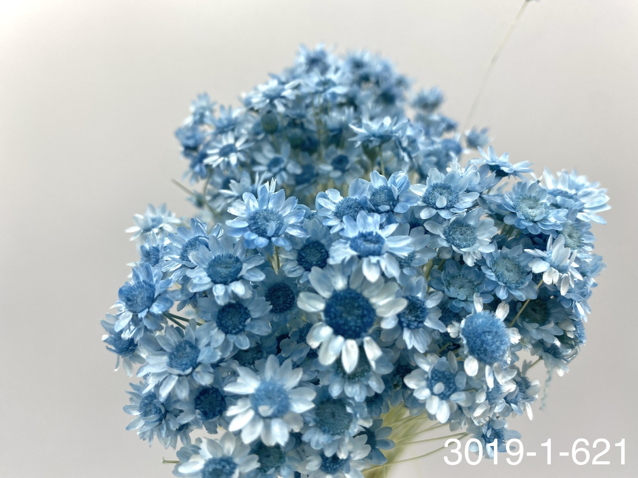 日本不凋繁星花(小) 30191-621