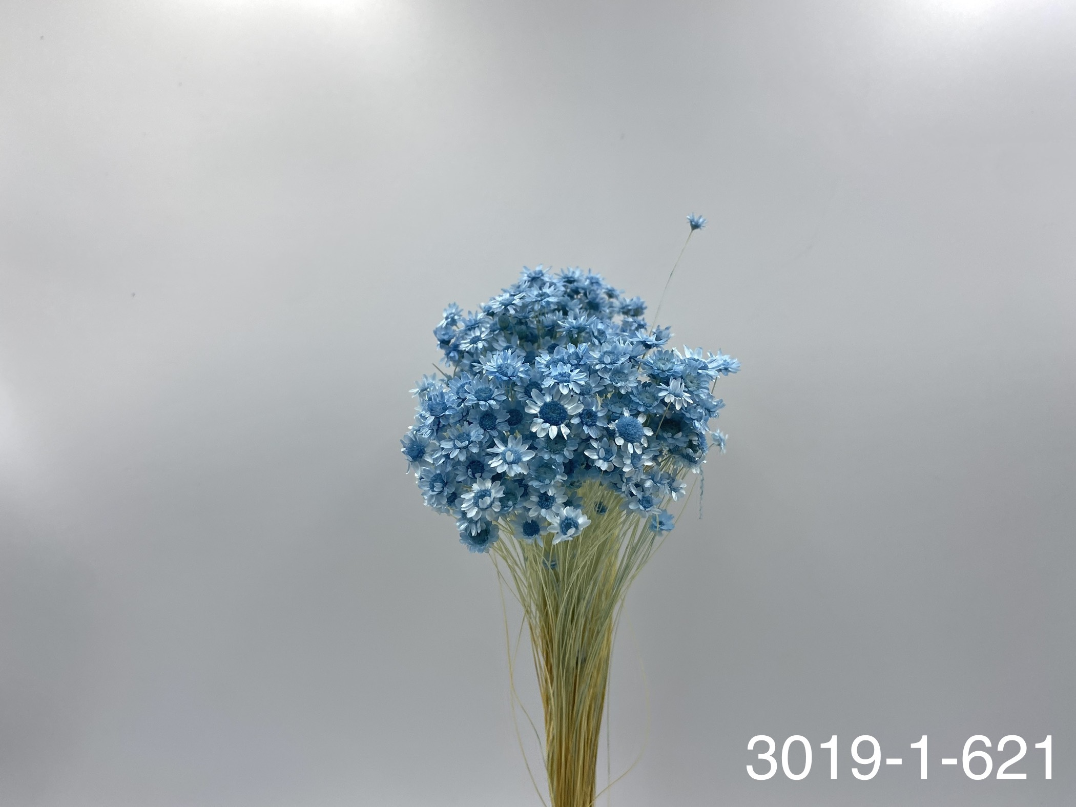 日本不凋繁星花(小) 30191-621