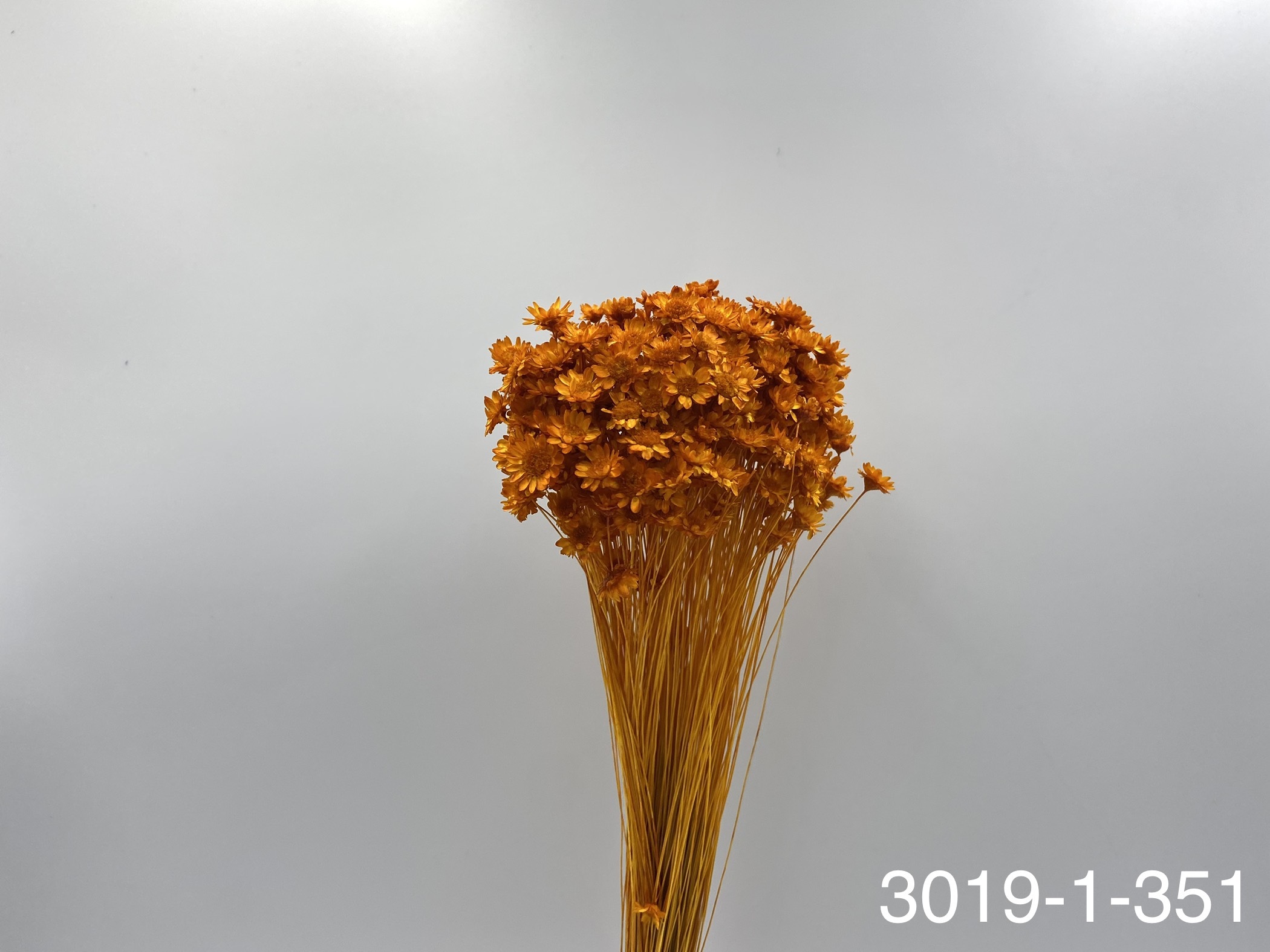 日本不凋繁星花(小) 30191-351