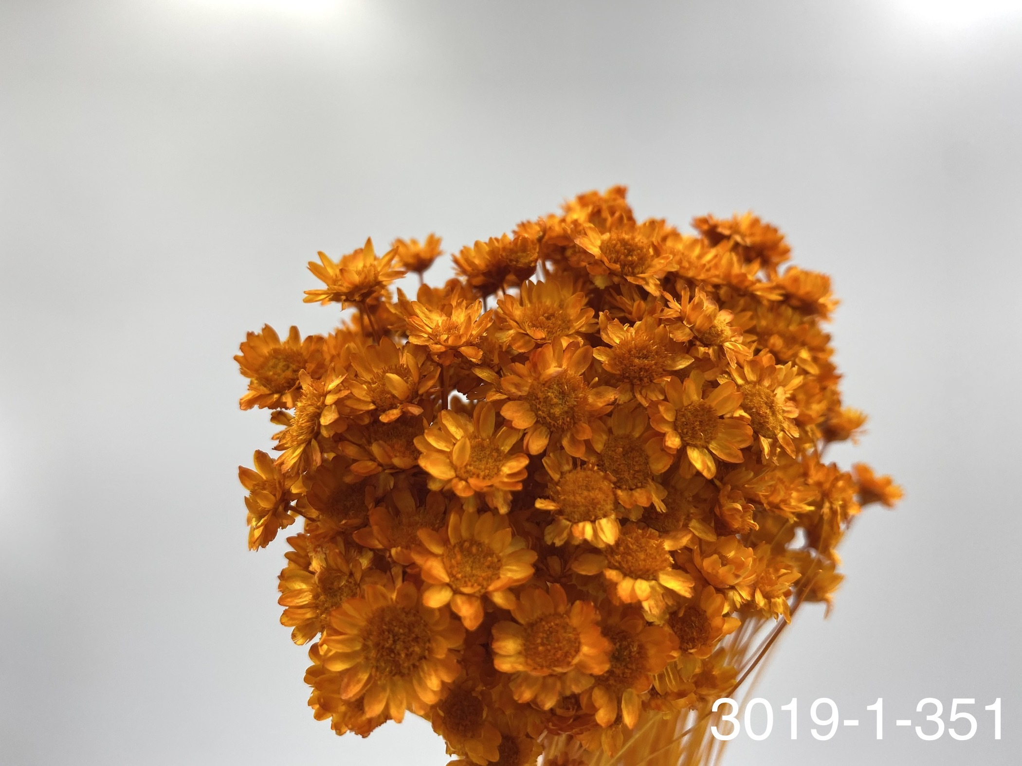 日本不凋繁星花(小) 30191-351