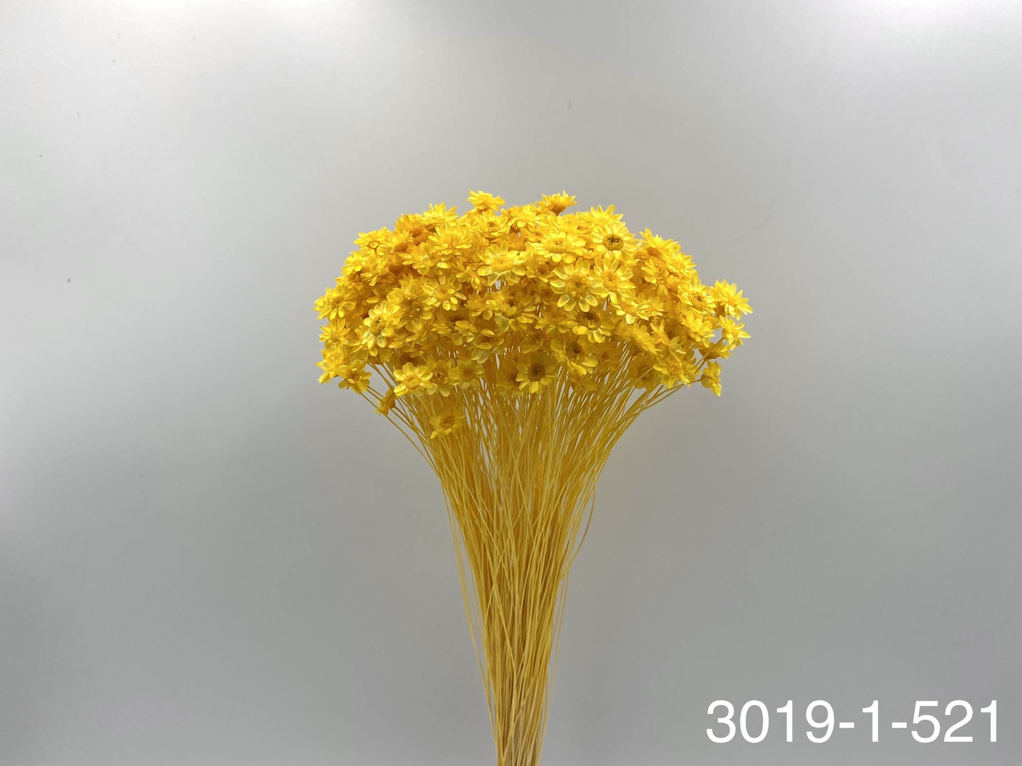 日本不凋繁星花(小) 30191-521