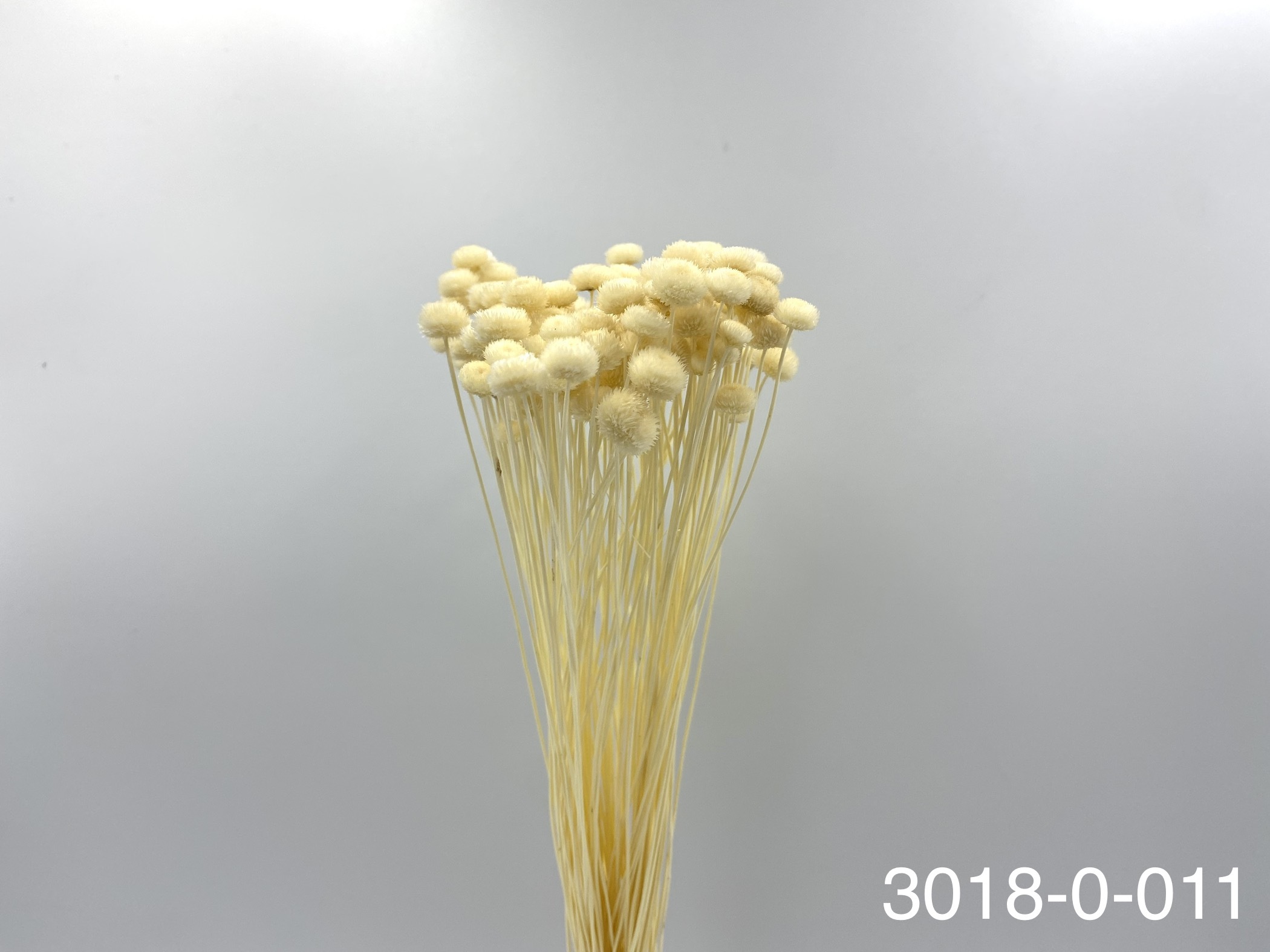 日本不凋鈕扣菊(小) 30180--011