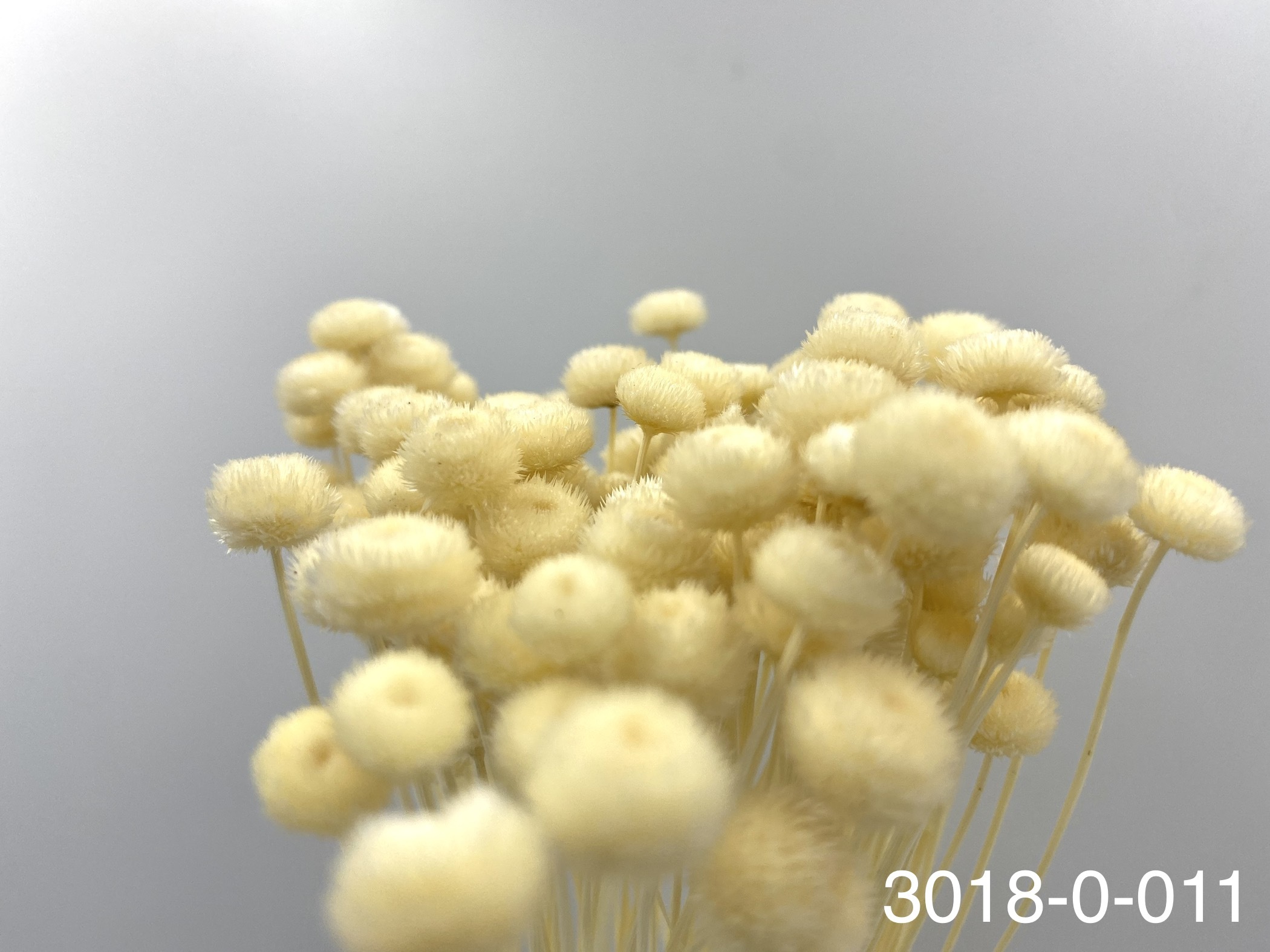 日本不凋鈕扣菊(小) 30180--011