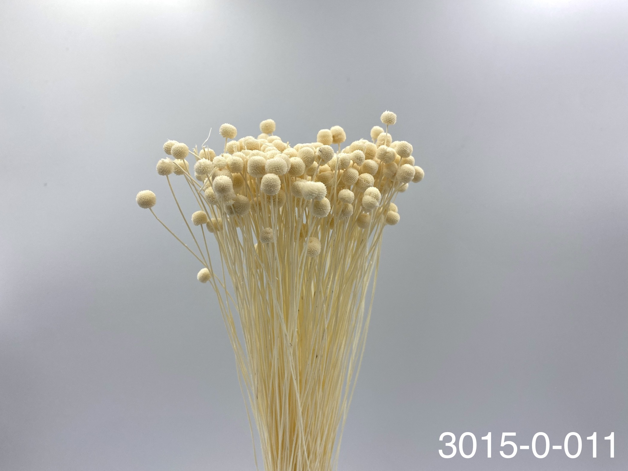 日本不凋鈕扣花(小) 30150-011