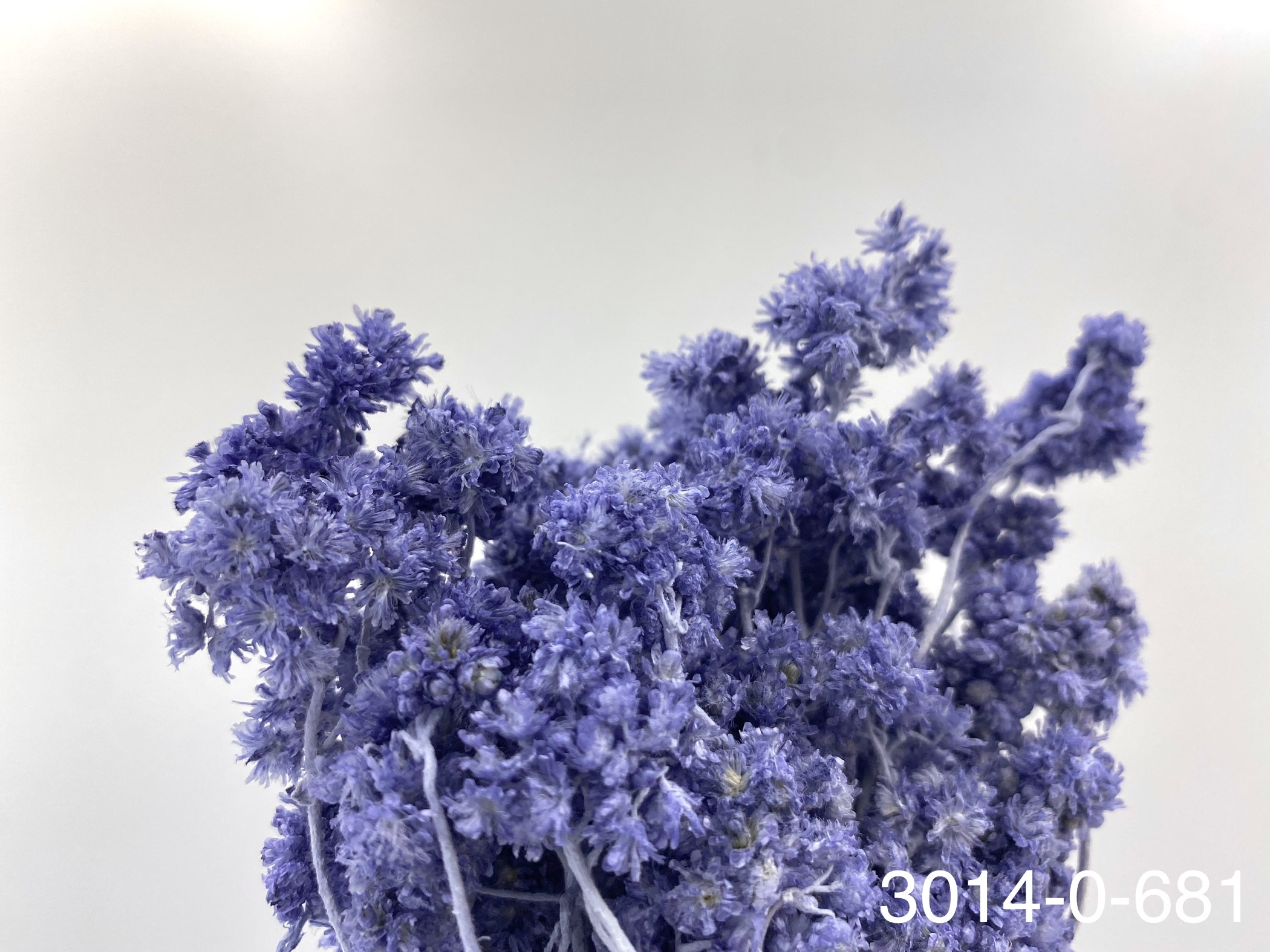 日本不凋歐芹 30140-681