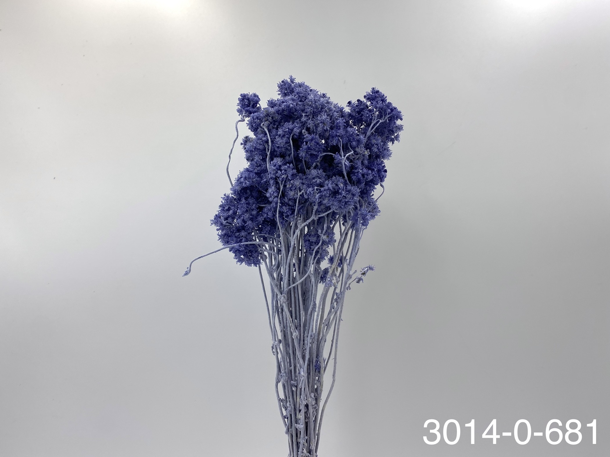 日本不凋歐芹 30140-681